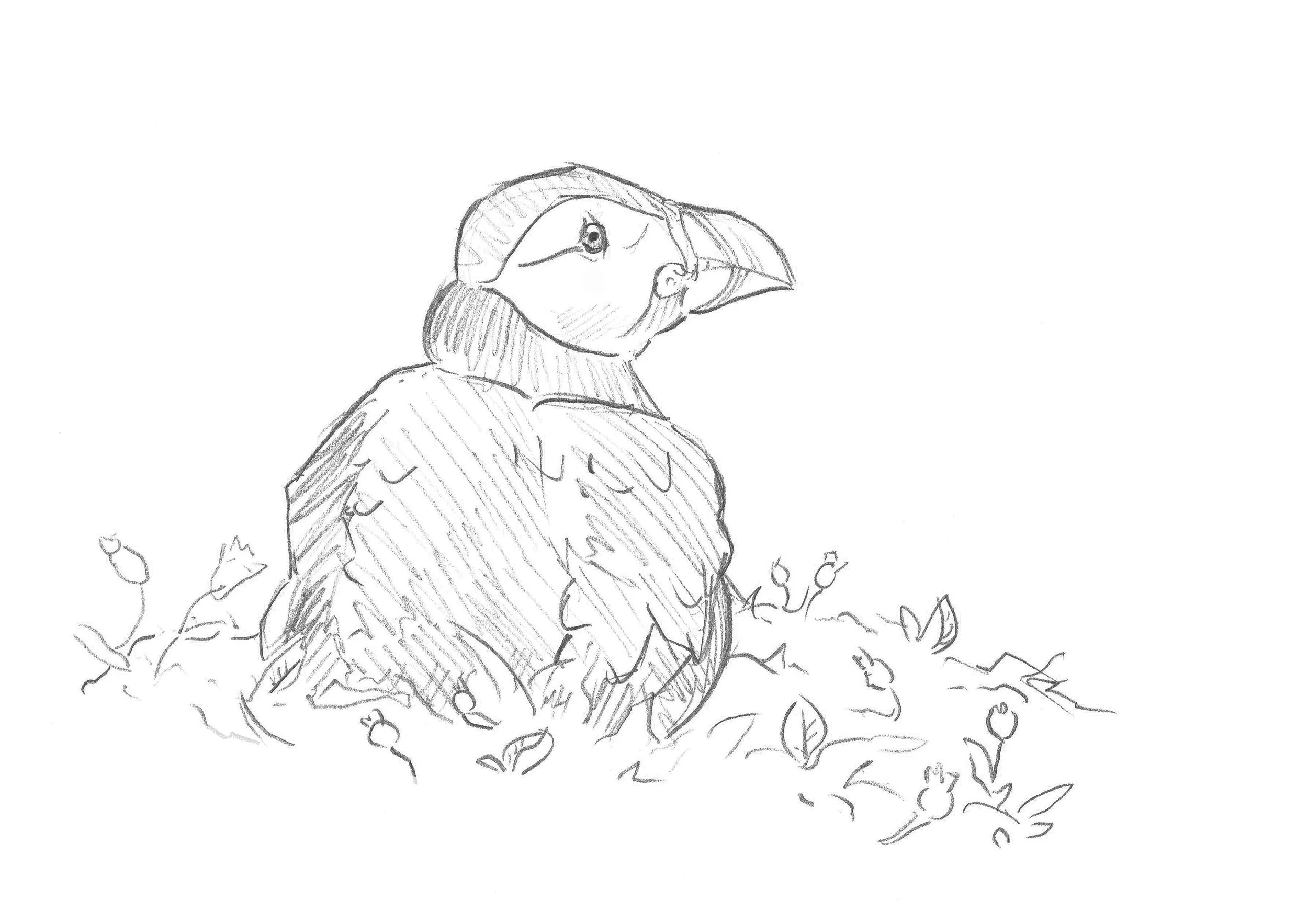 Atlantic Puffin (Fratercula arctica)