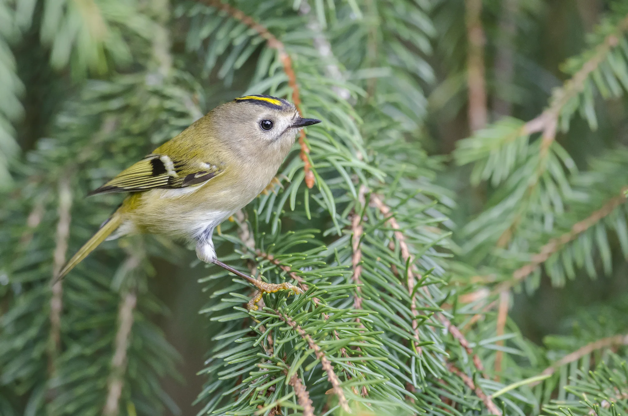 Goldcrest (Regulus regulus)
