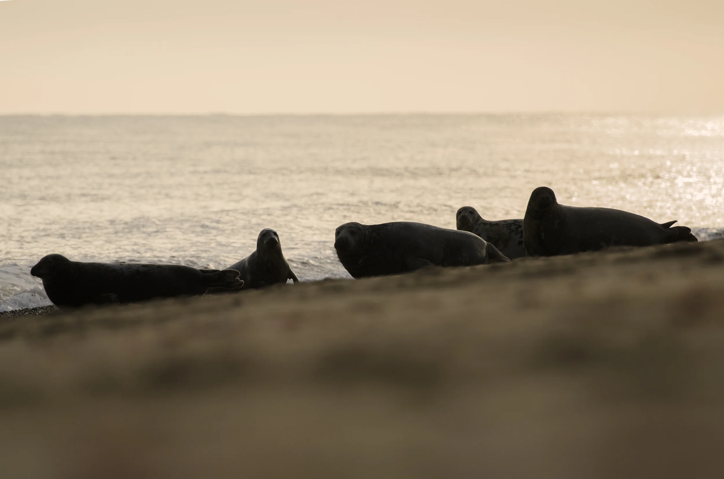 Grey Seal (Halichoerus grypus)