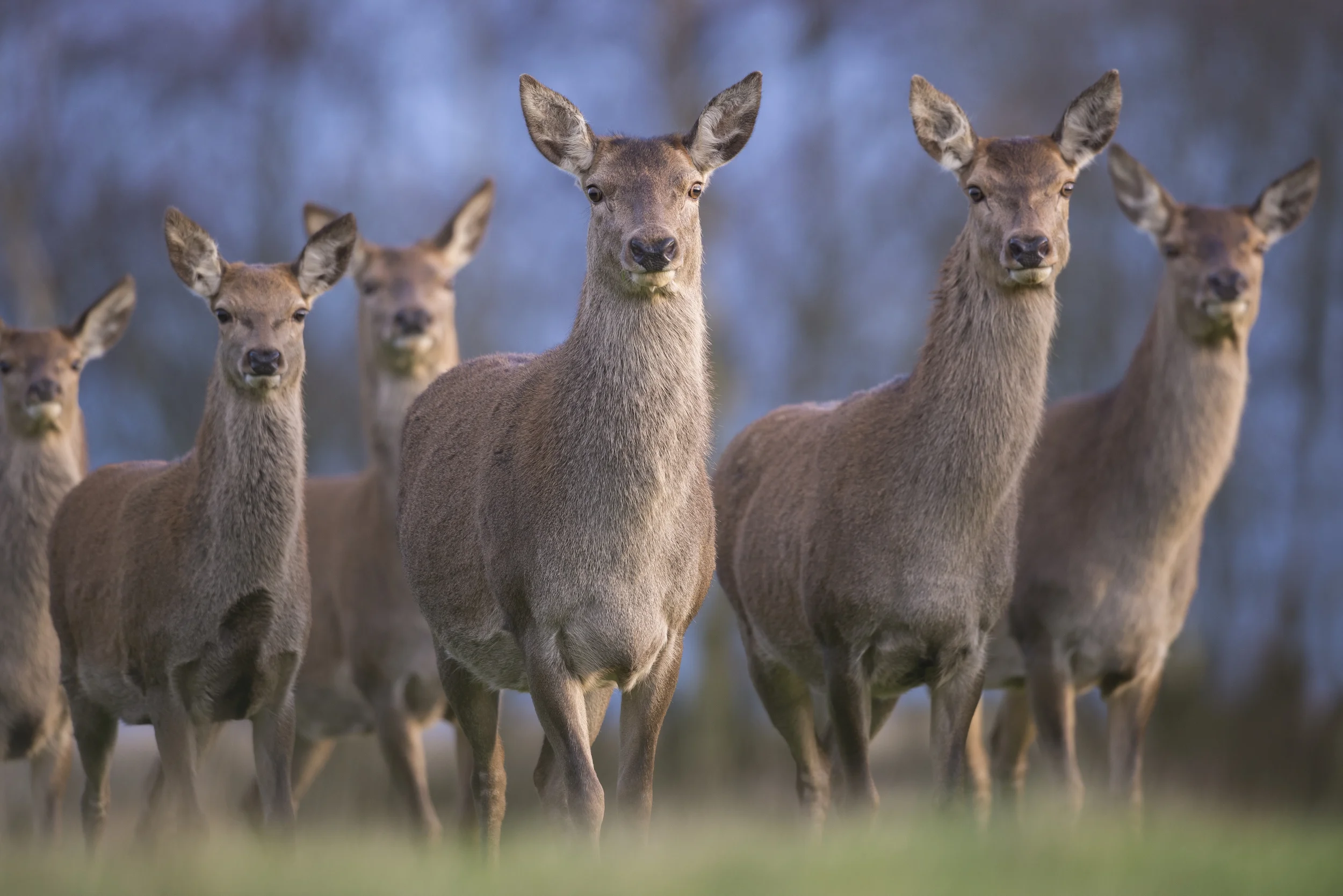 Red Deer (Cervus elaphus)
