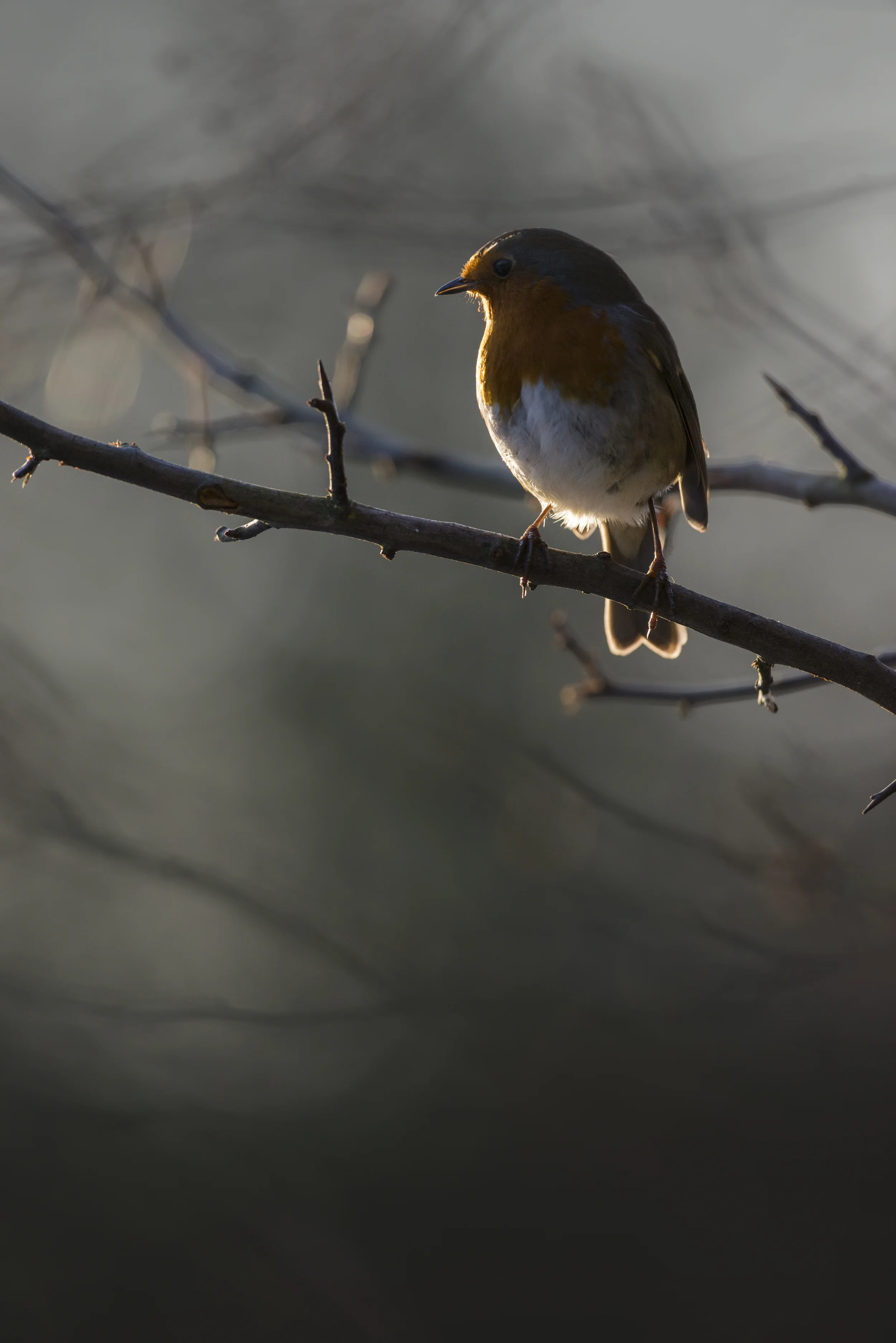 European Robin (Erithacus rubella)