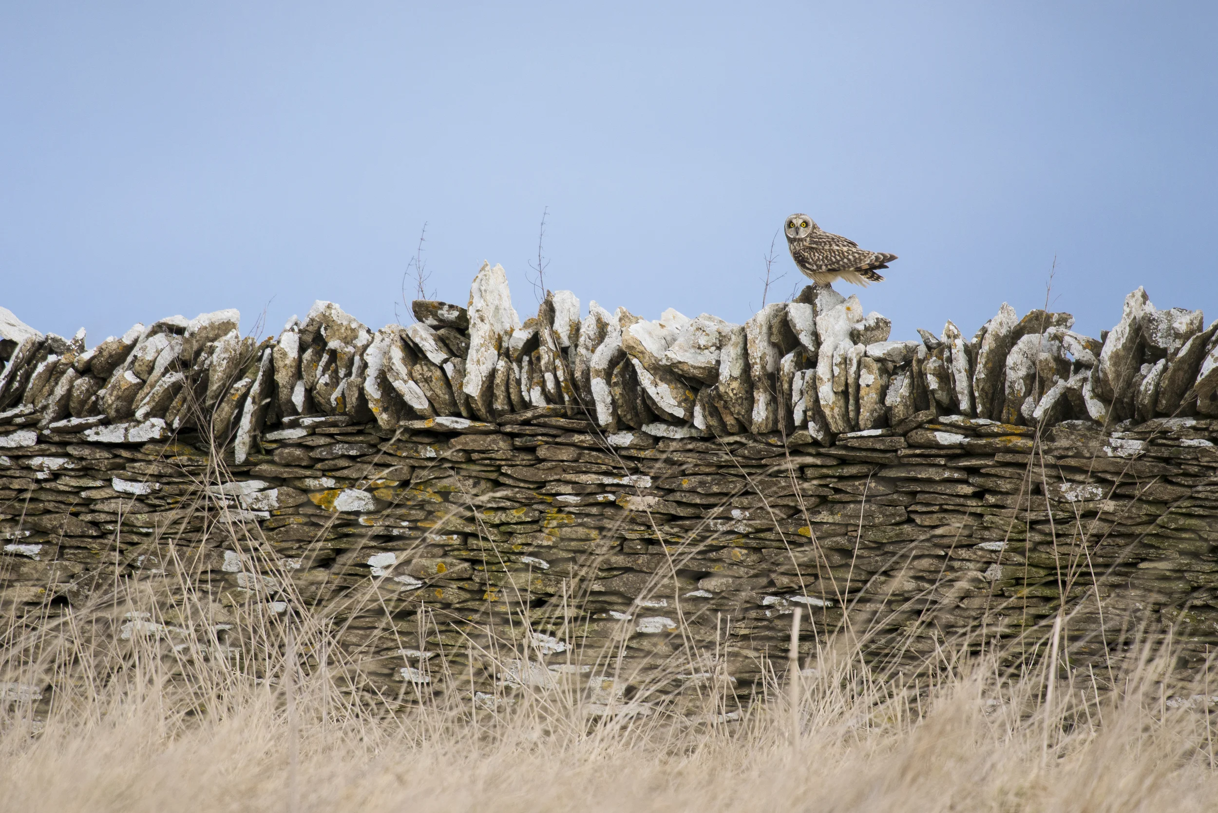 Short-eared Owls (Asio flammeus)