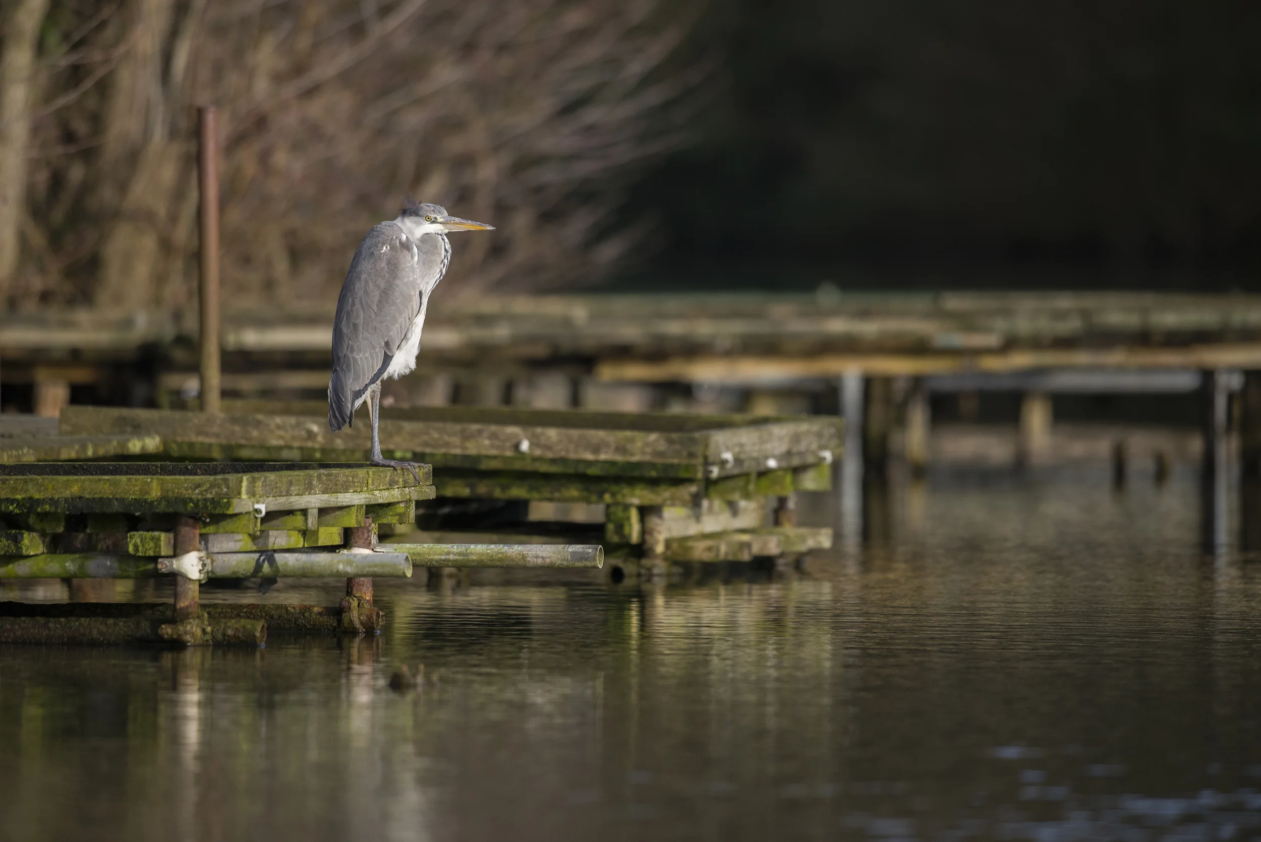 Grey Heron (Ardea cinerea)