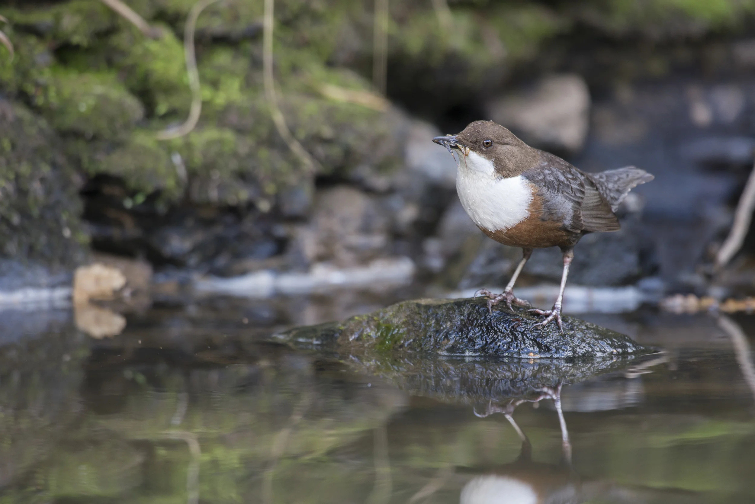 White-throated Dipper (Cinclus cinclus)