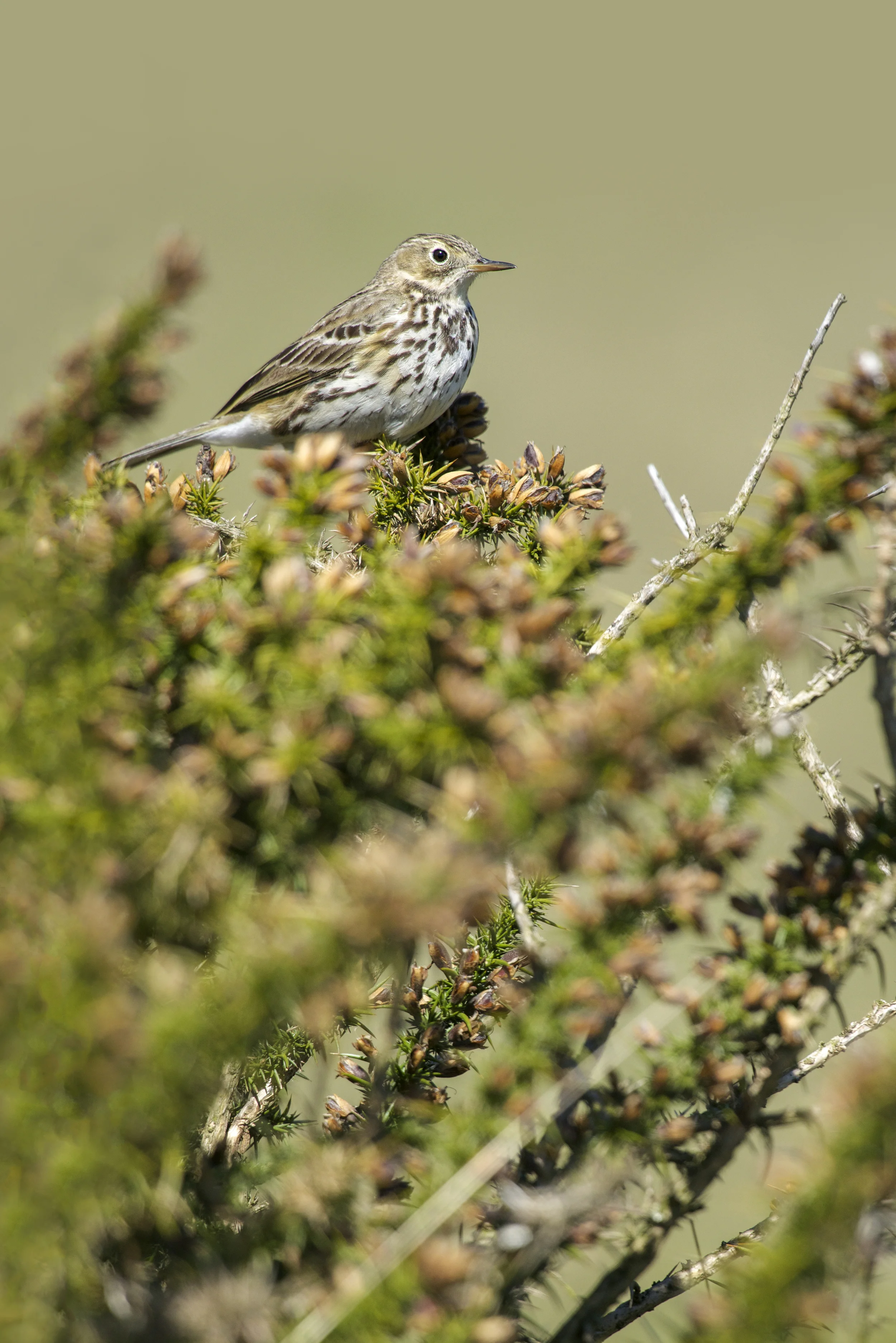 Meadow Pipit (Anthus pratensis)