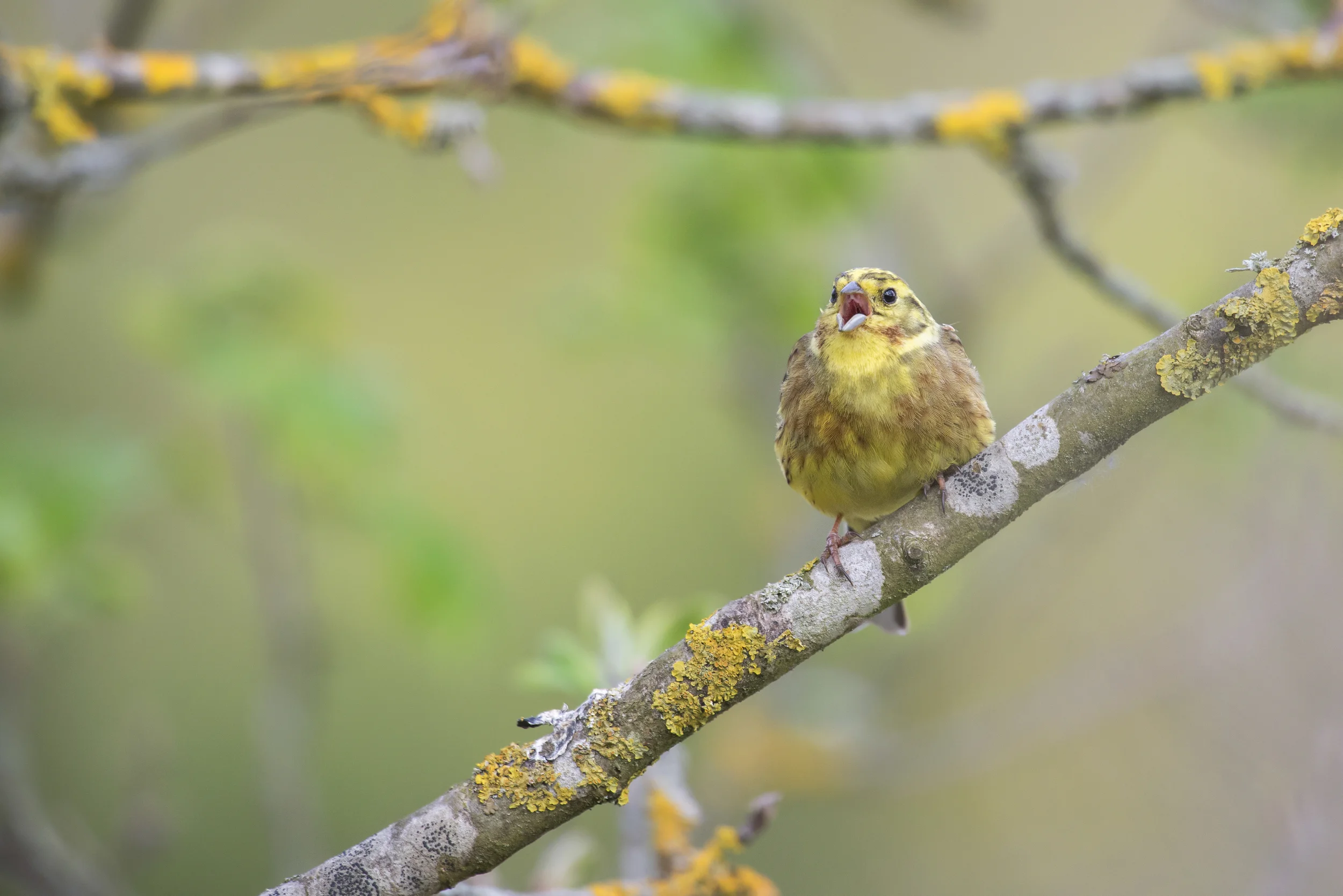 Yellowhammer (Emberiza citronella)