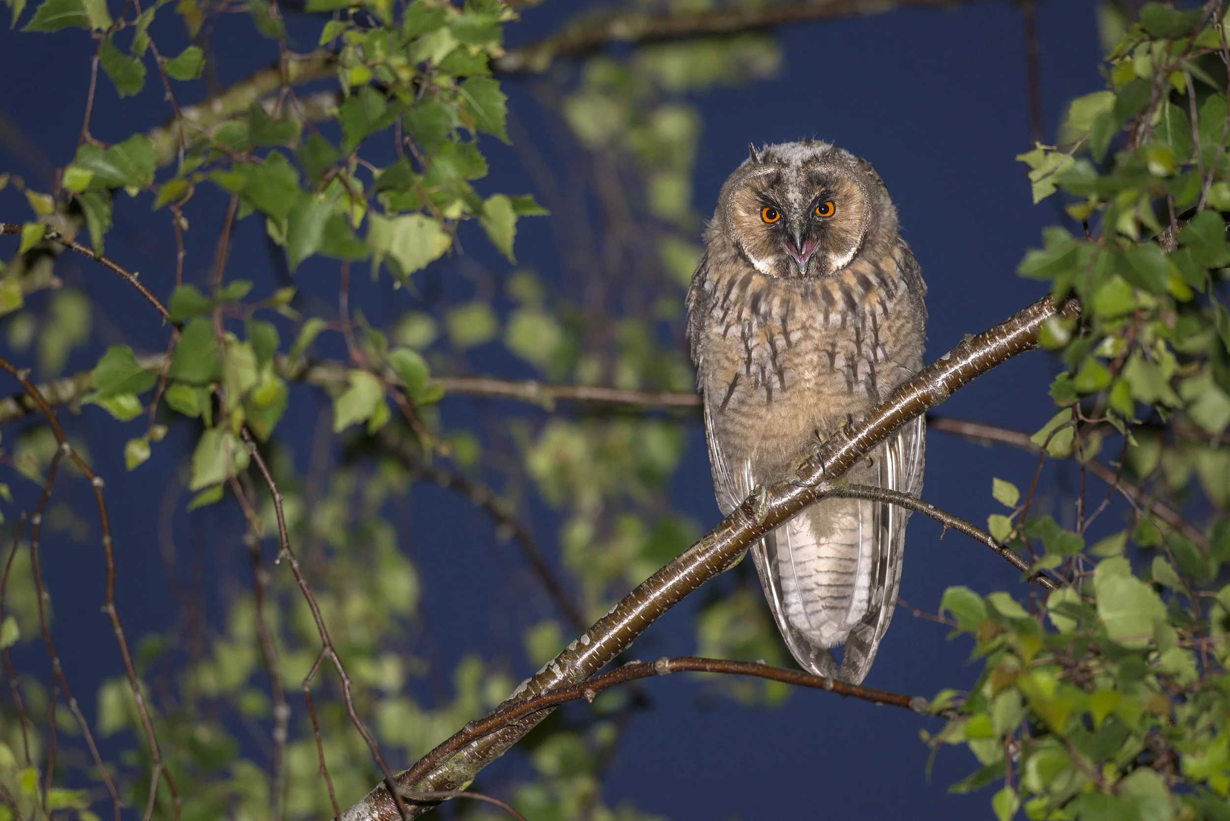 Long-eared Owl (Asio otus)