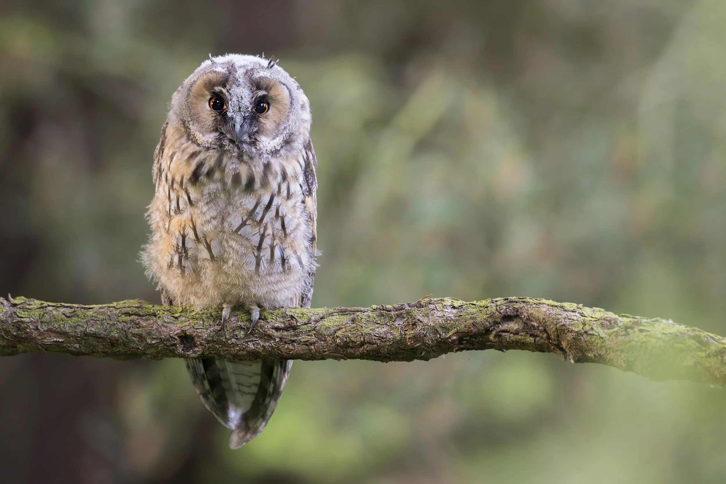 Long-eared Owl (Asio otus)