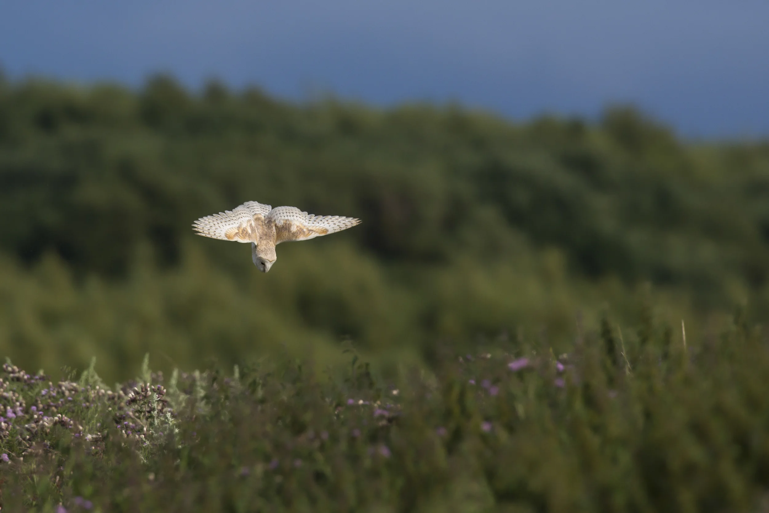 Barn Owl (Tyto alba)