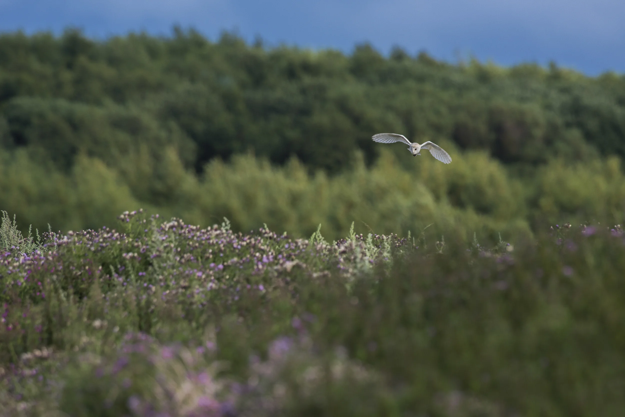 Barn Owl (Tyto alba)