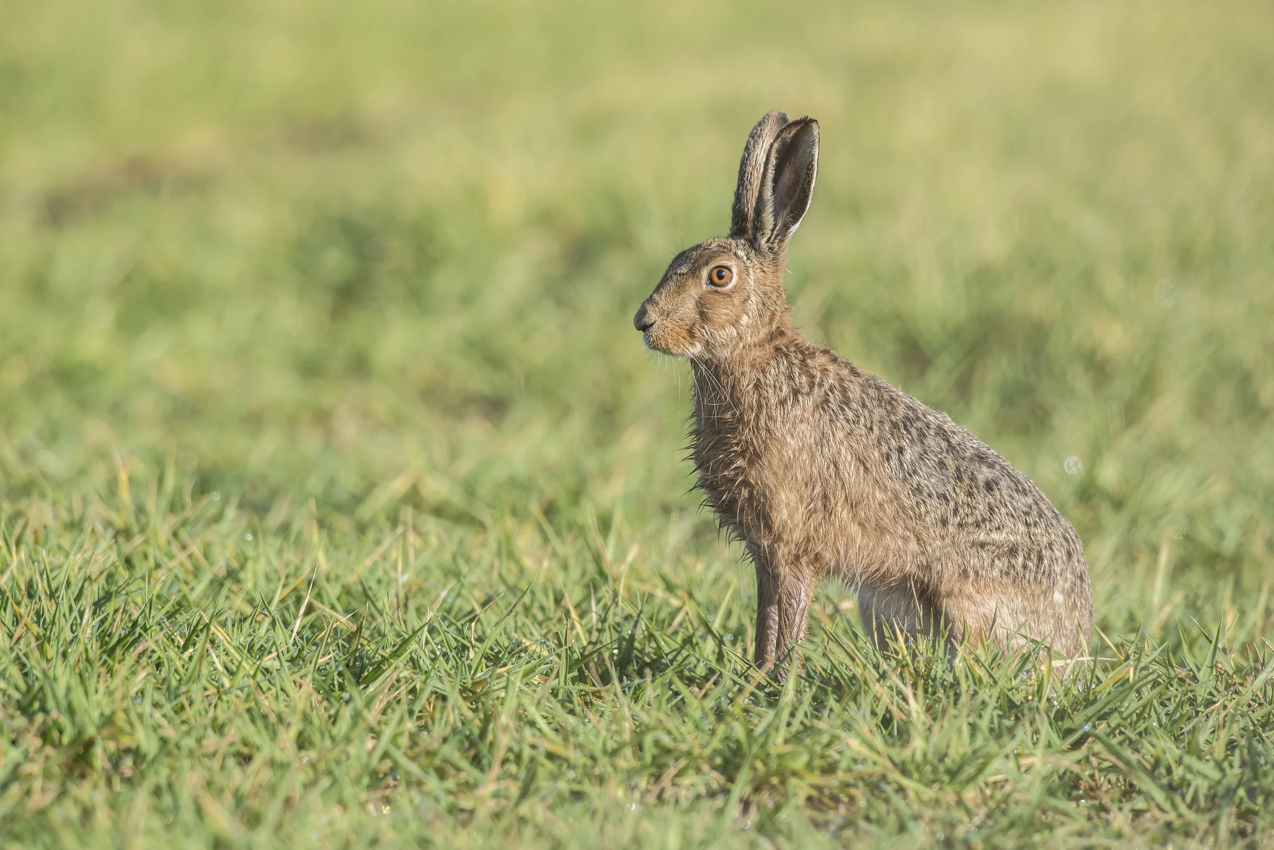 Brown Hare (Lepus europaeus)