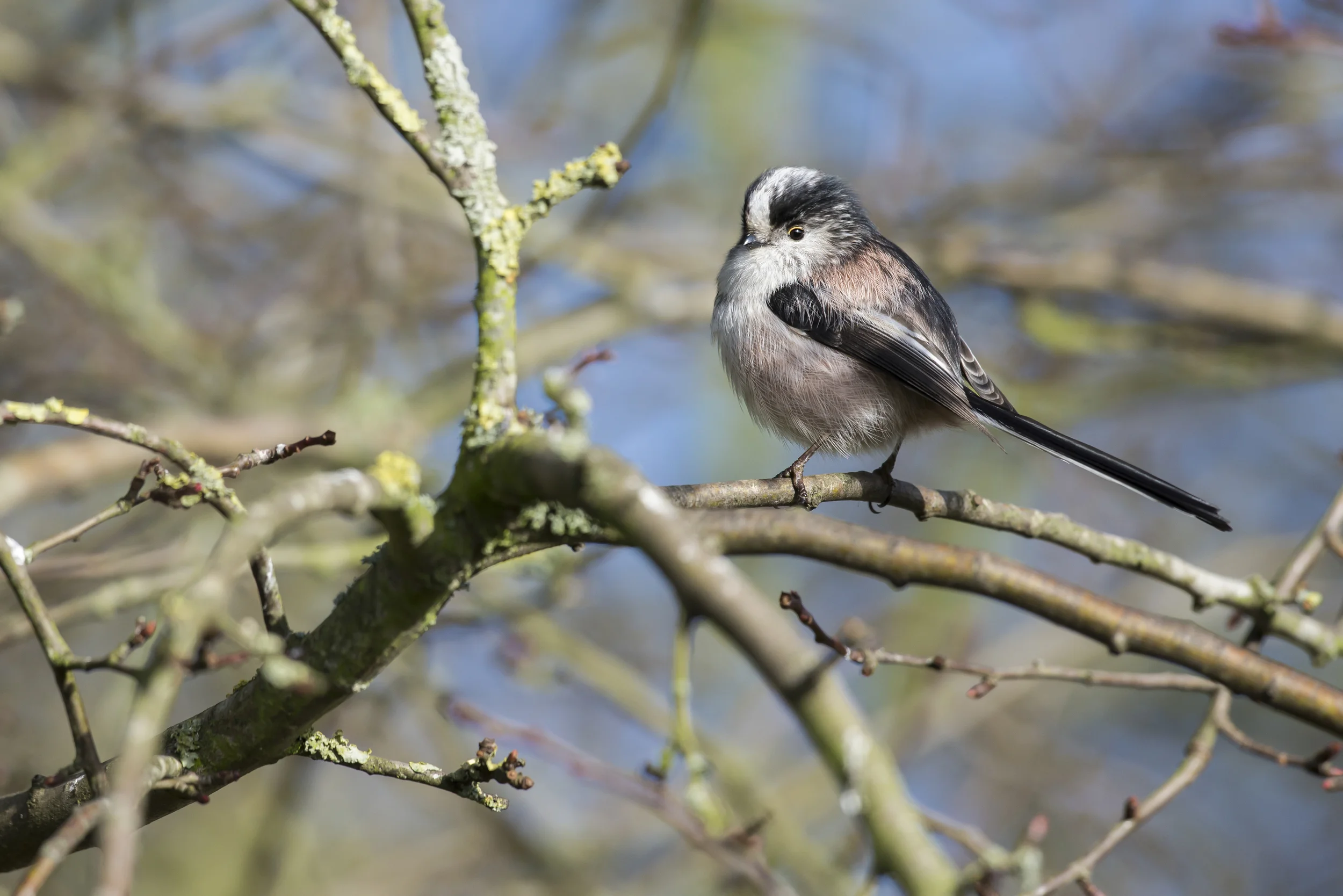 Long-tailed Tit (Aegithalos caudatus)