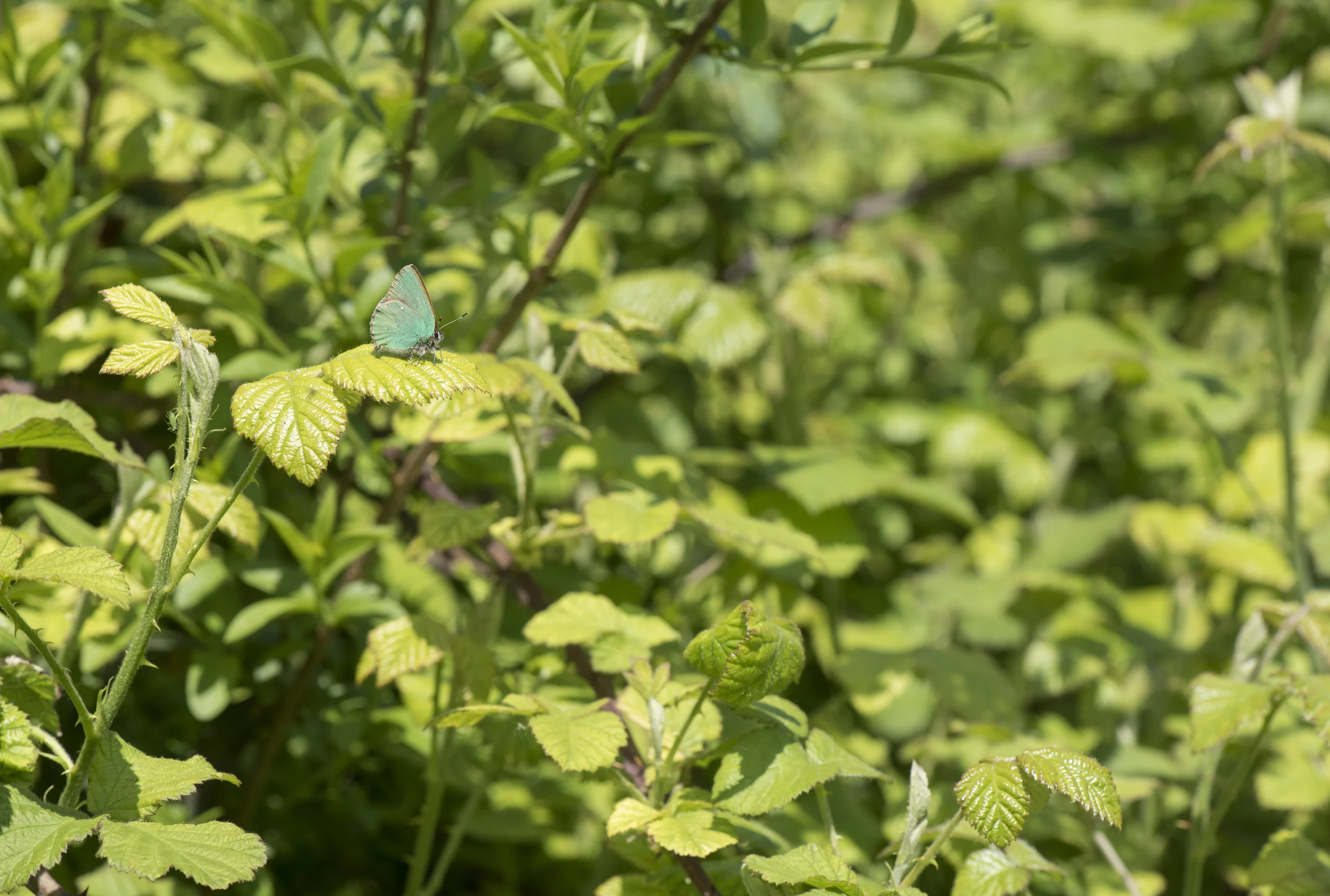 Green hairstreak (Callophrys rubi)
