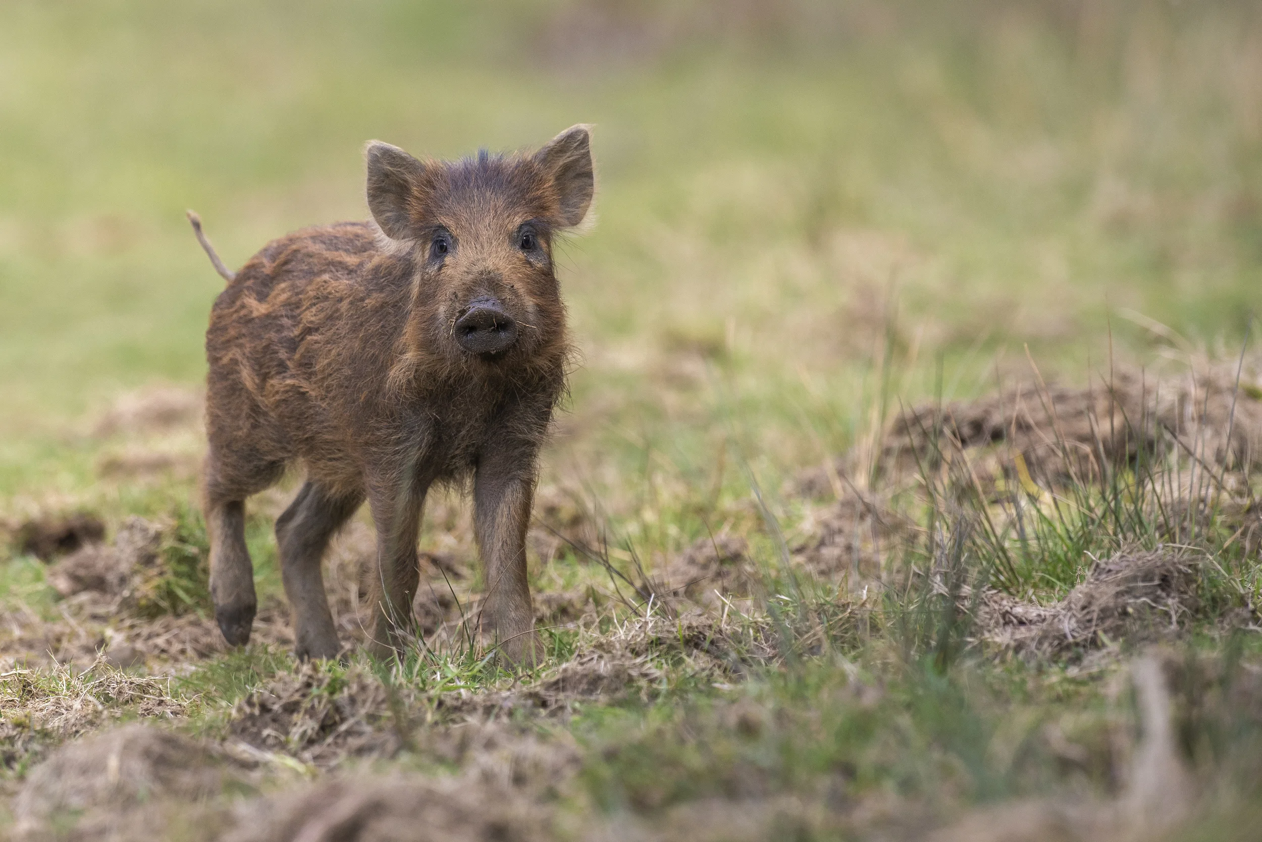 Wild boar (Sus scrofa)