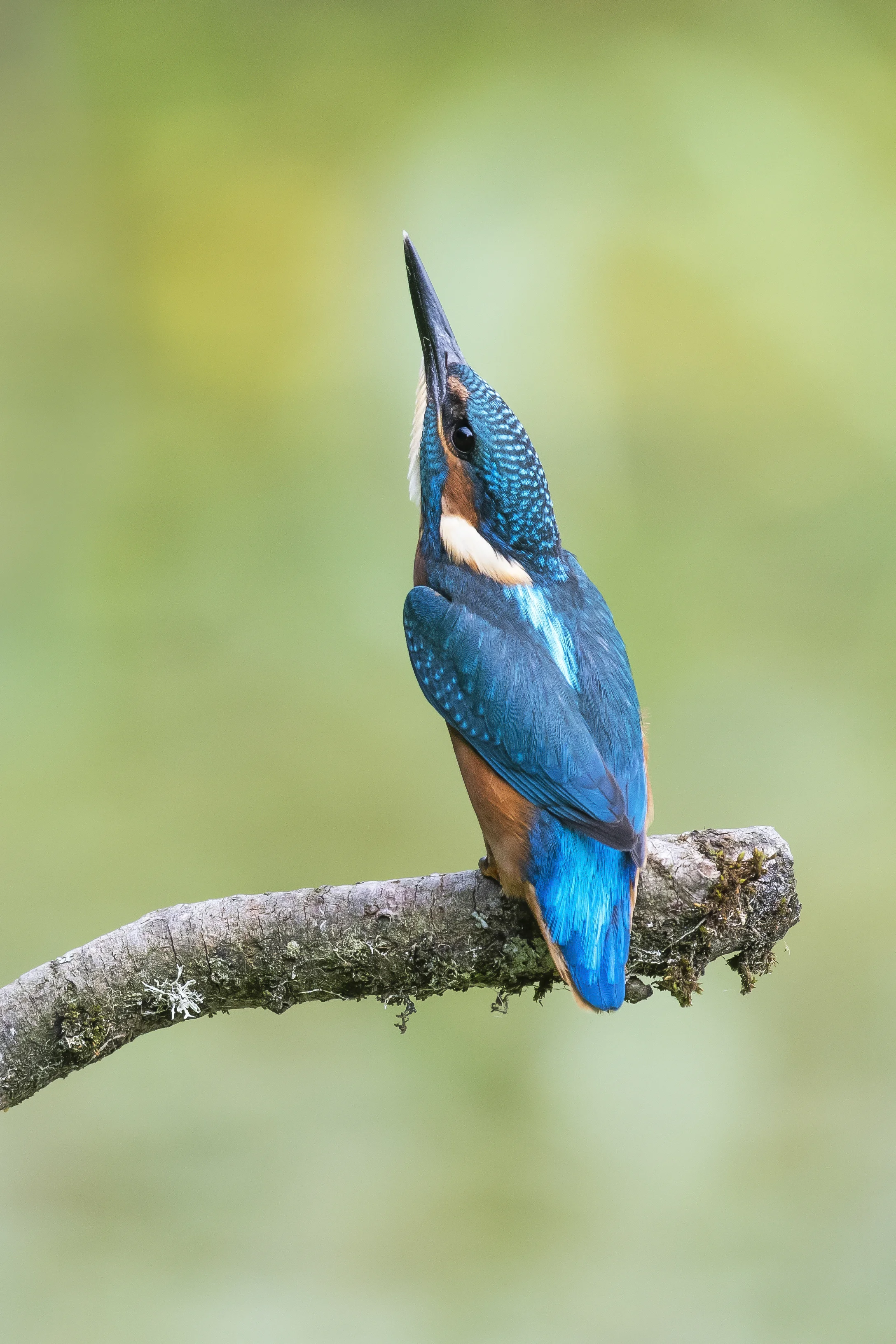 Kingfisher (Alcedo atthis)