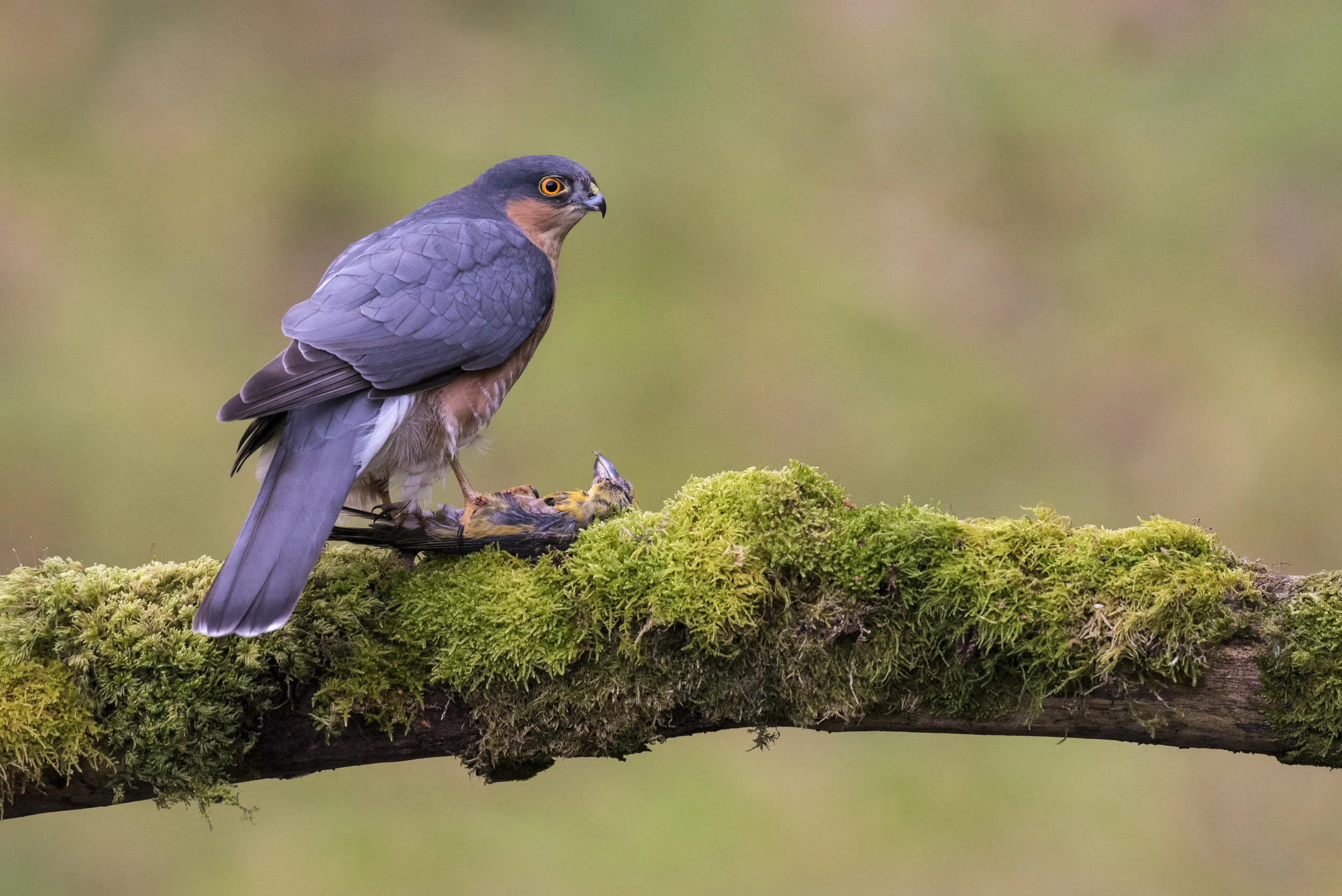 Sparrowhawk (Accipiter nidus)