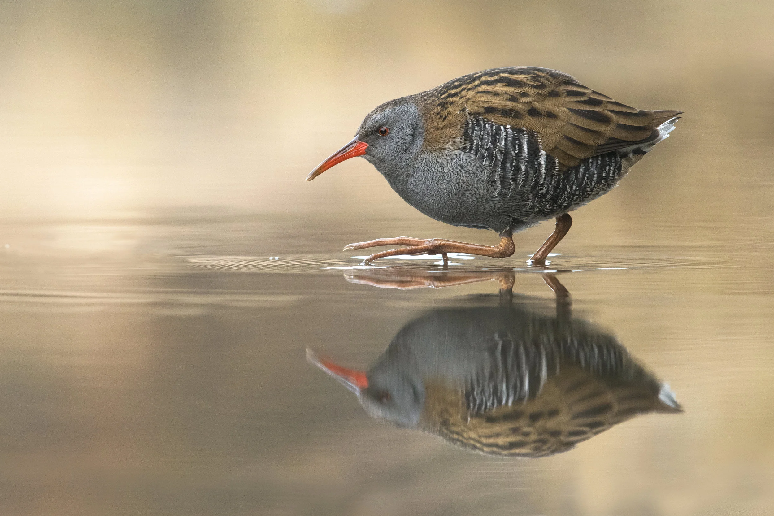 Water Rail (Rallus aquatics)