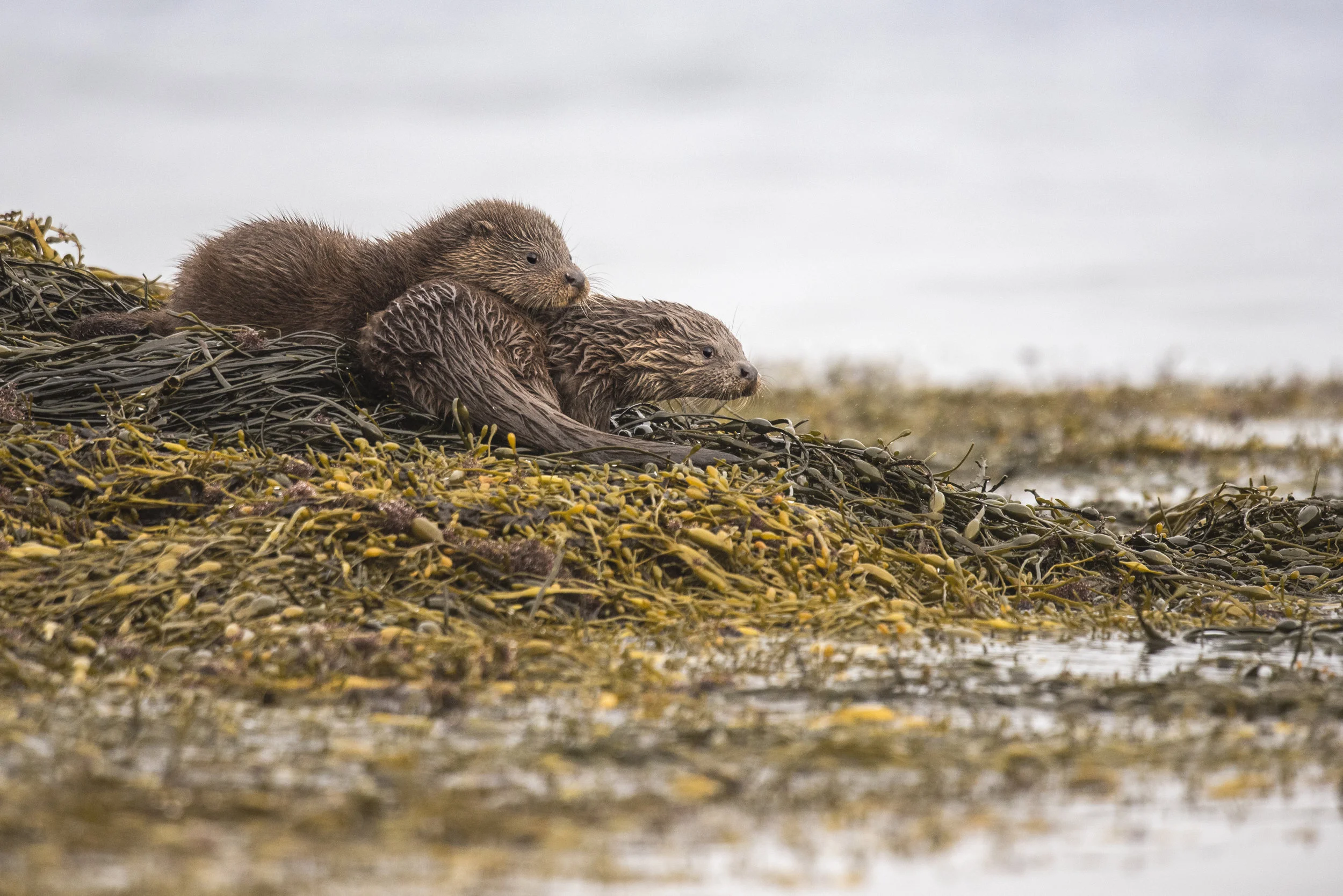 Otter (Lutra lutra)