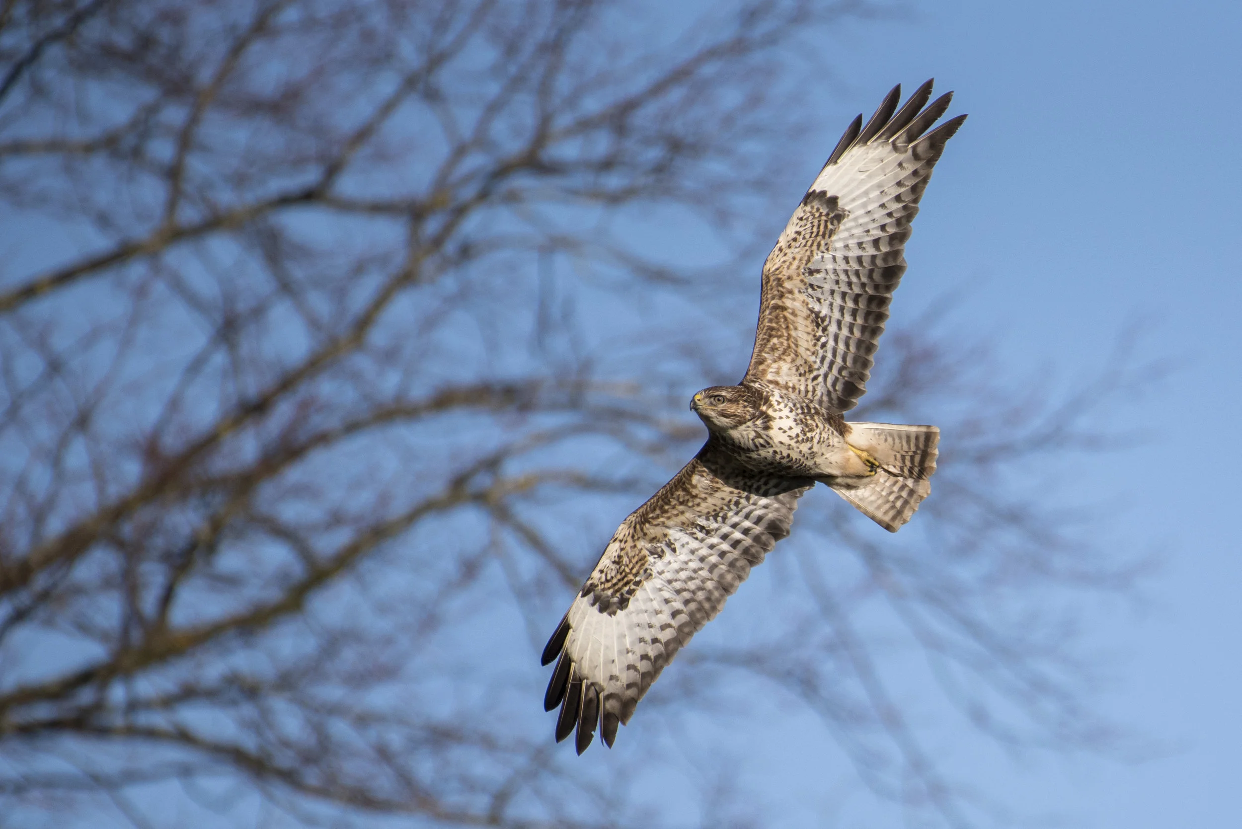 Buzzard (Buteo buteo)