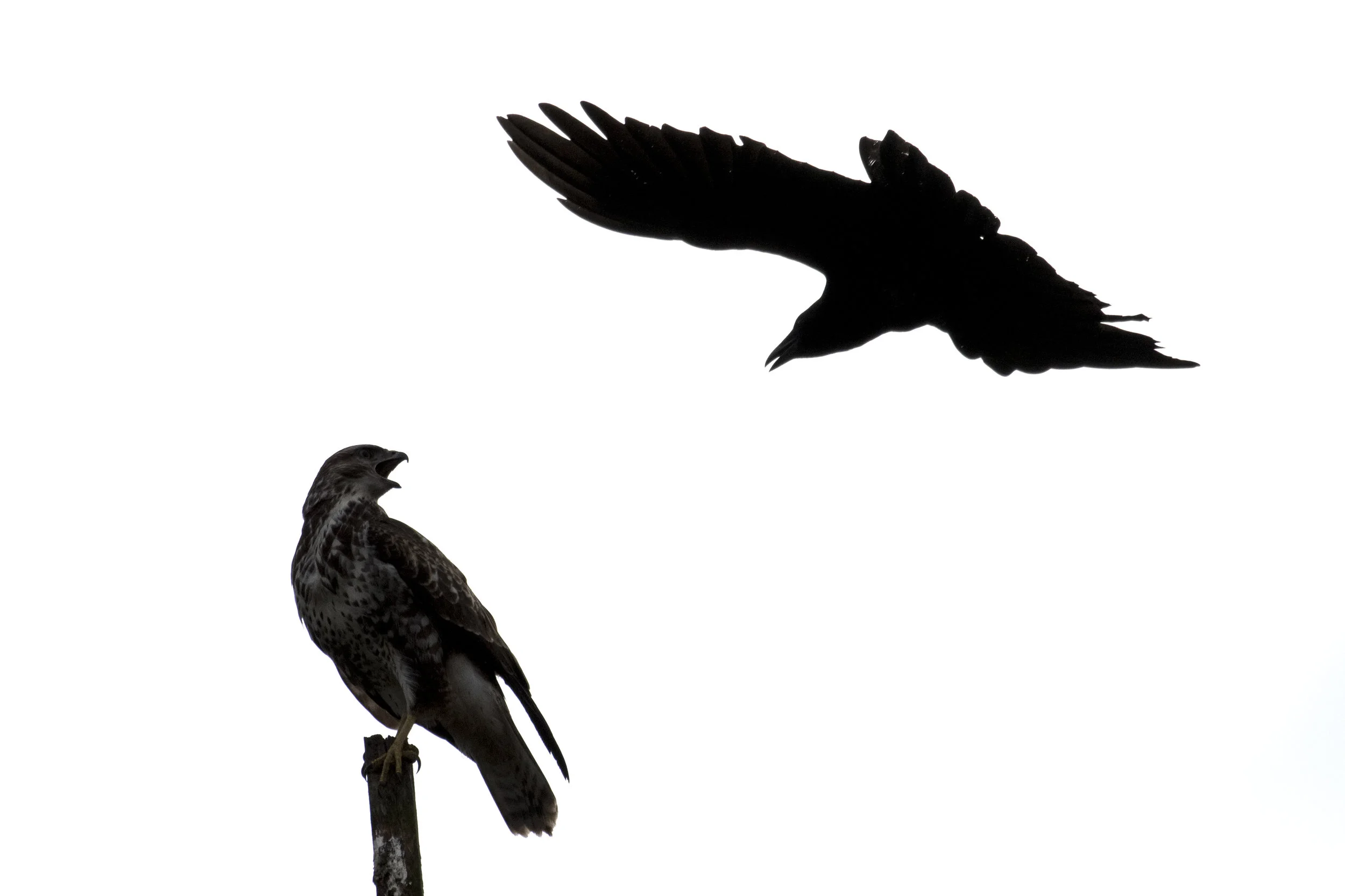 Buzzard (Buteo buteo)