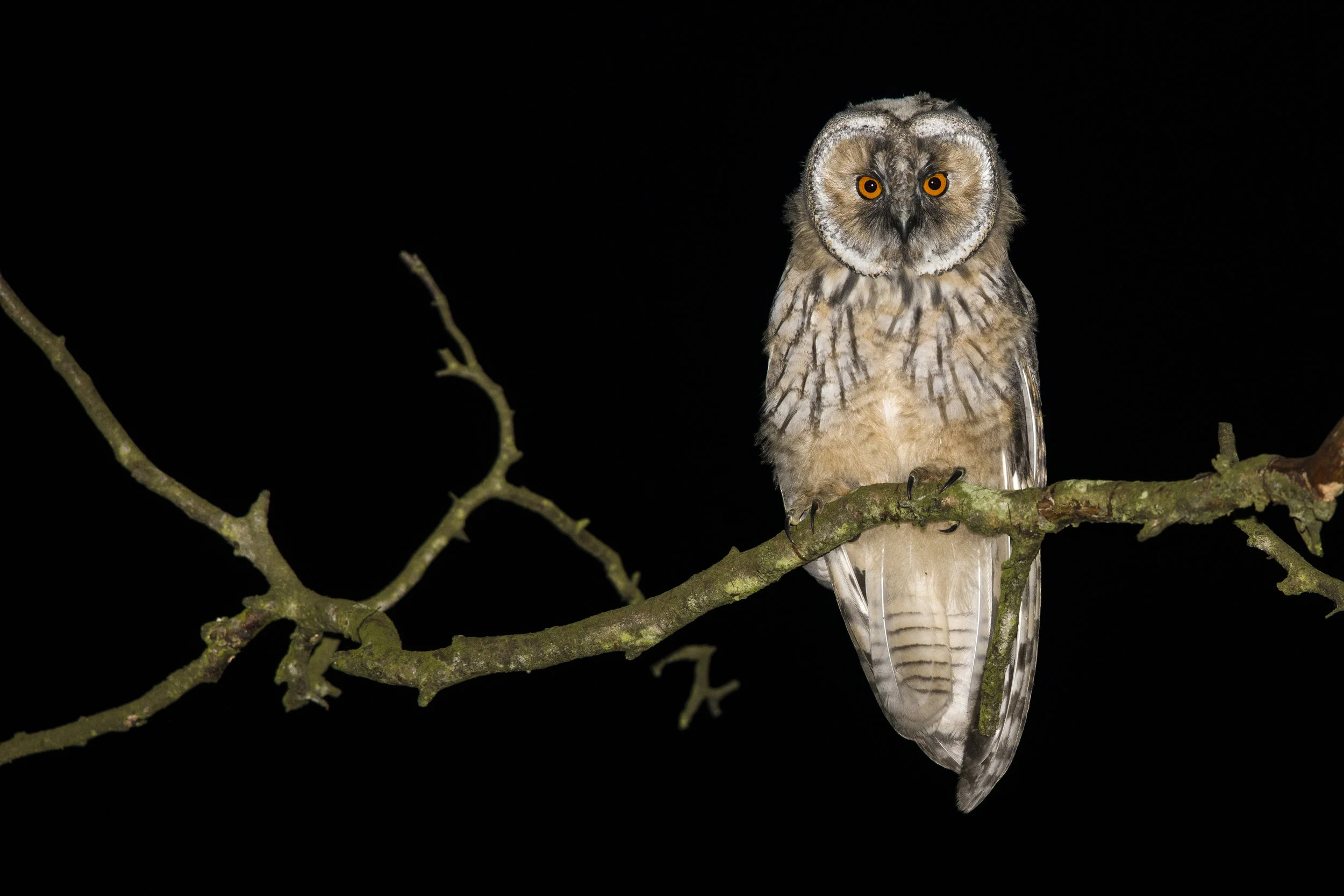 Long-eared Owl (Asio otus)
