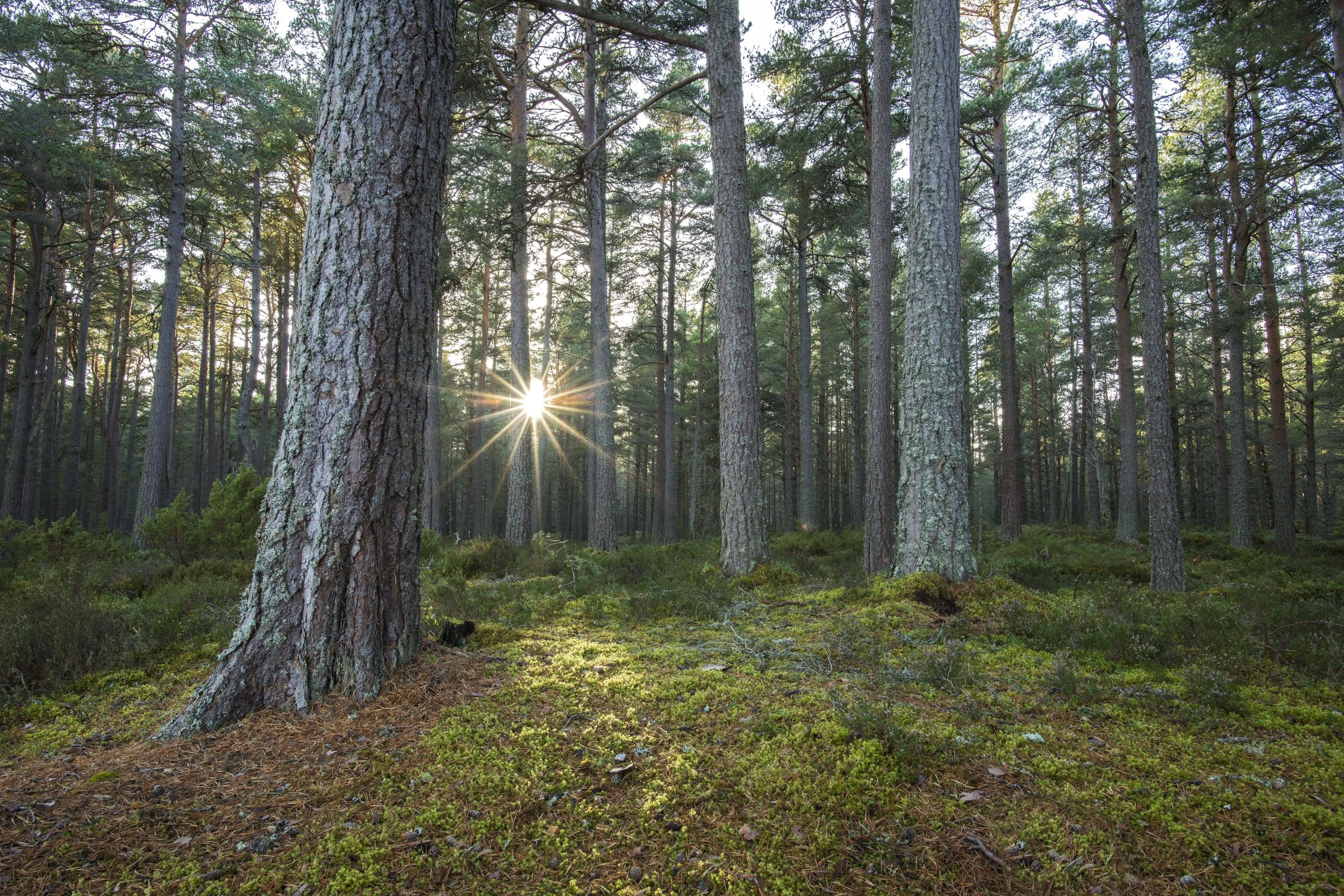 Caledonian Pine Forest