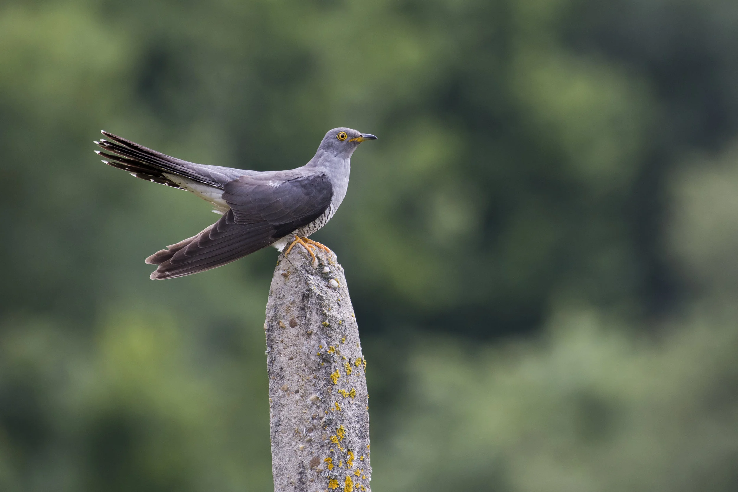 Cuckoo (Cuculus canorus)