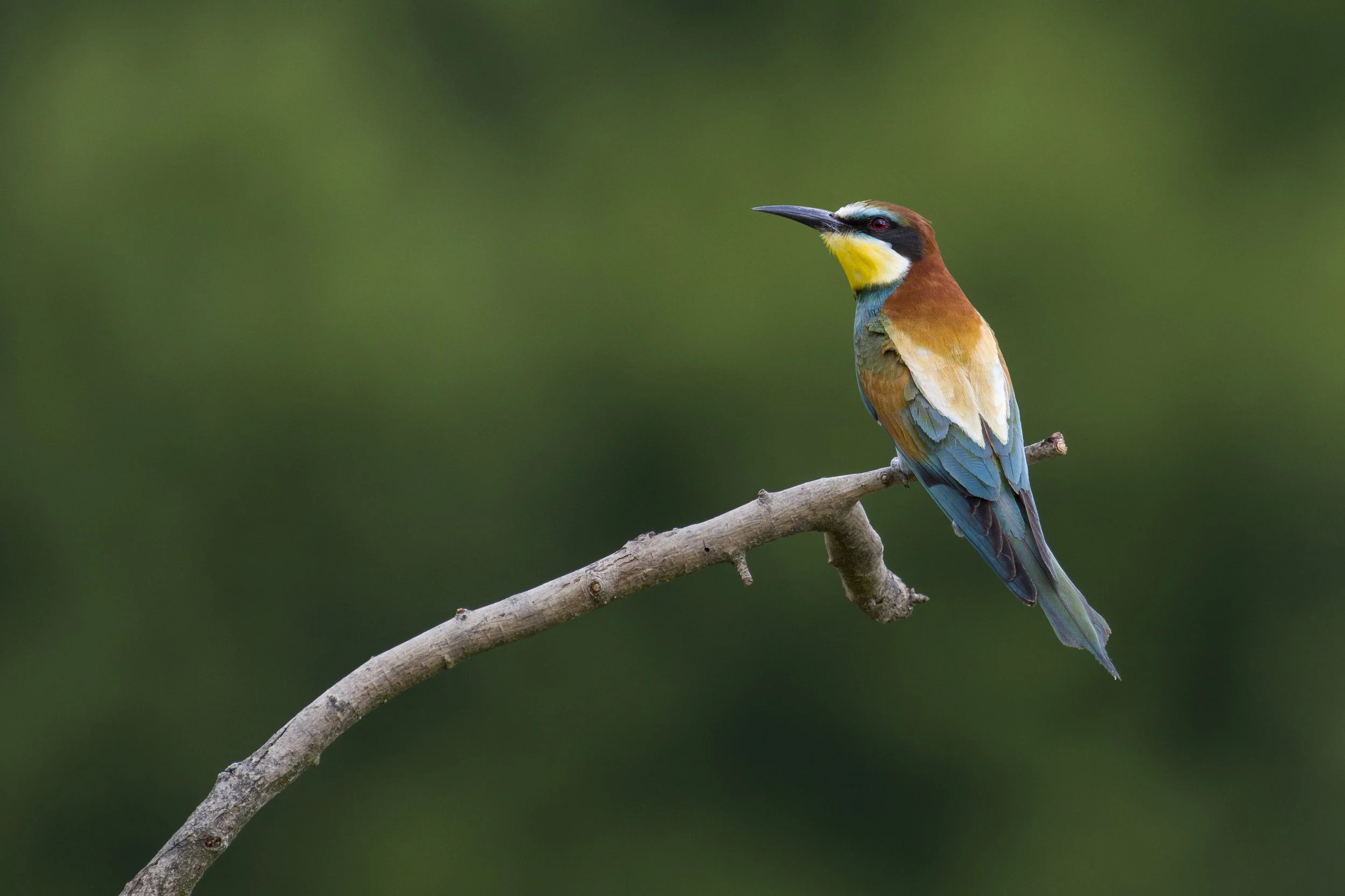 European bee-eater (Merops apiaster)