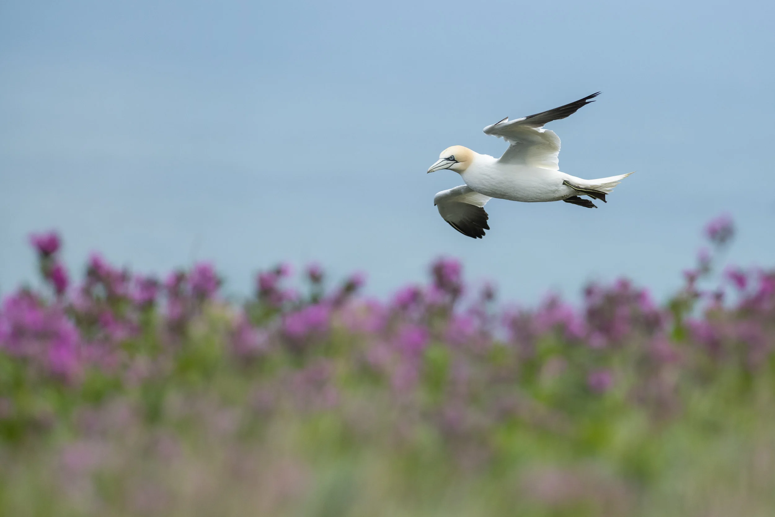 Northern Gannet (Morus bassanus)
