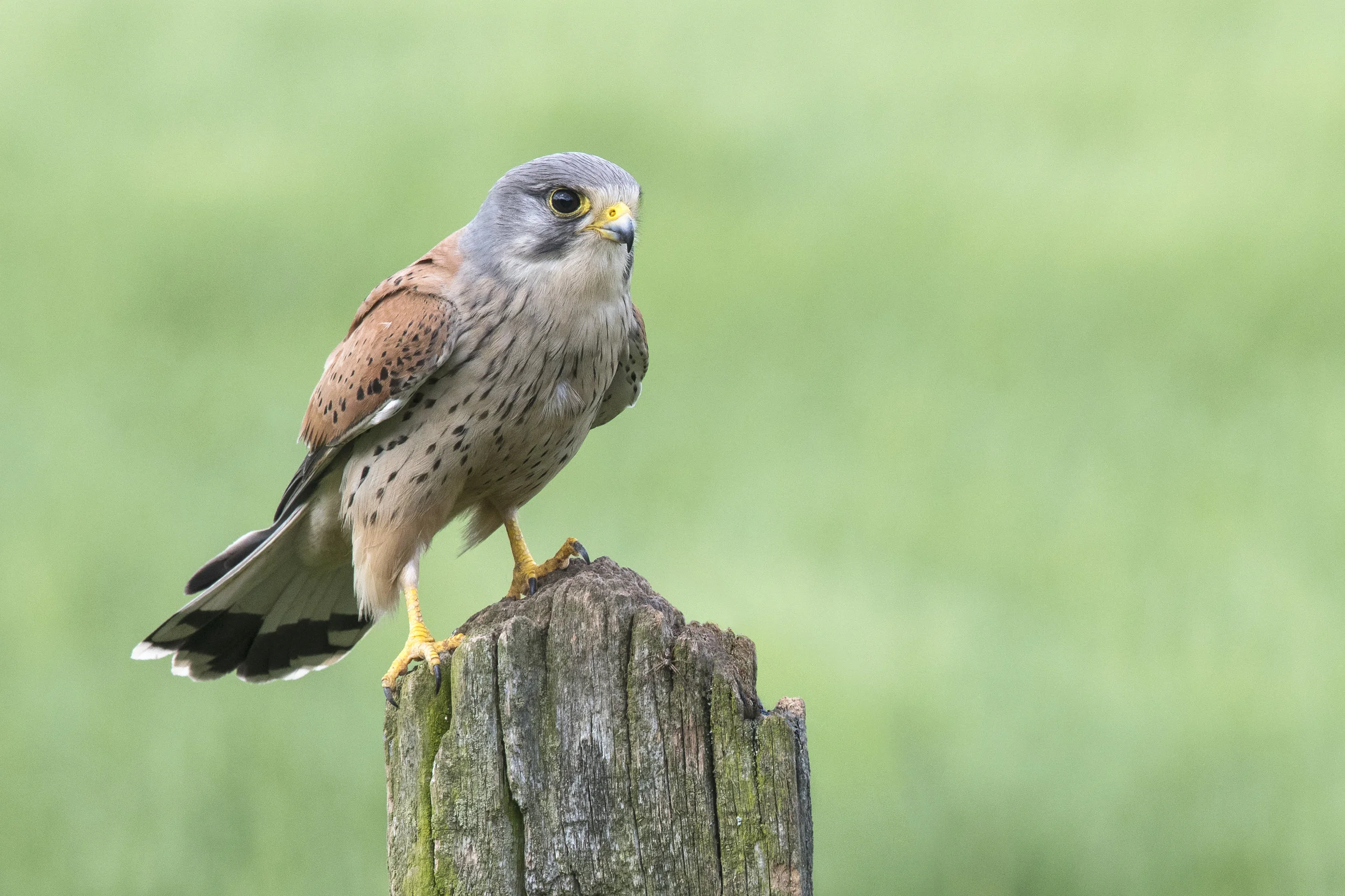Kestrel (Falco tinnunculus)