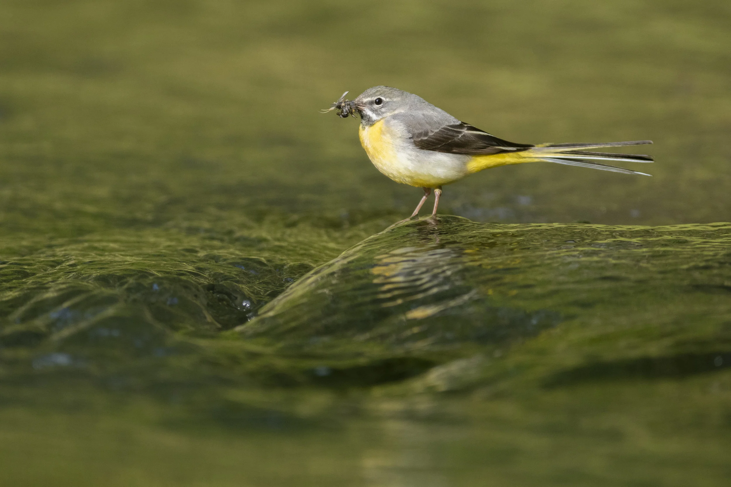 Grey wagtail (Motacilla cinerea)