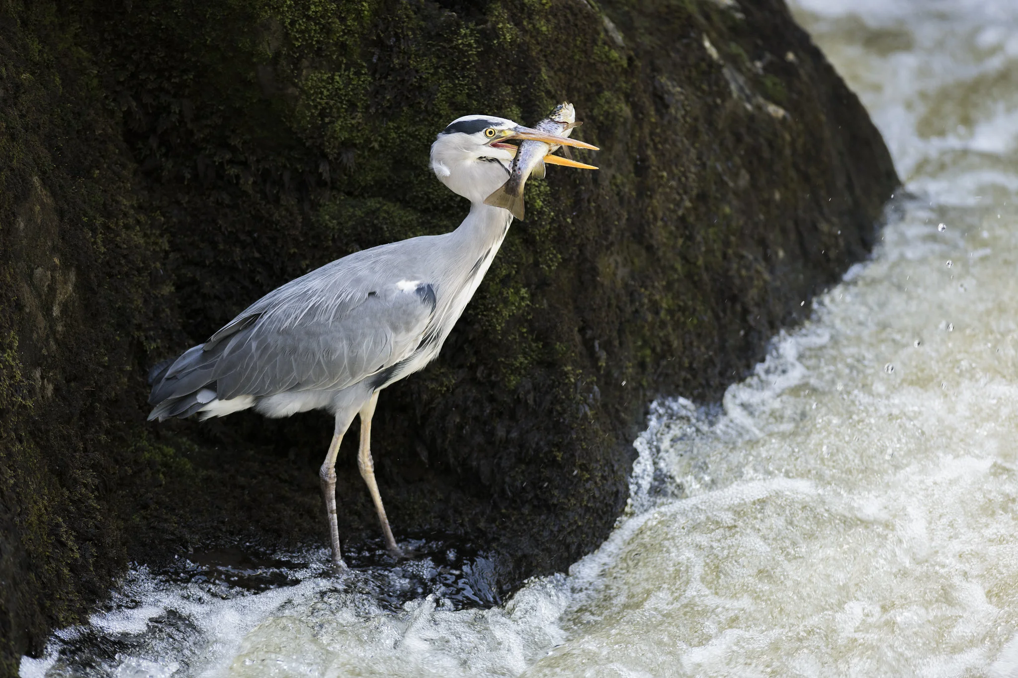 Grey Heron (Ardea cinerea)