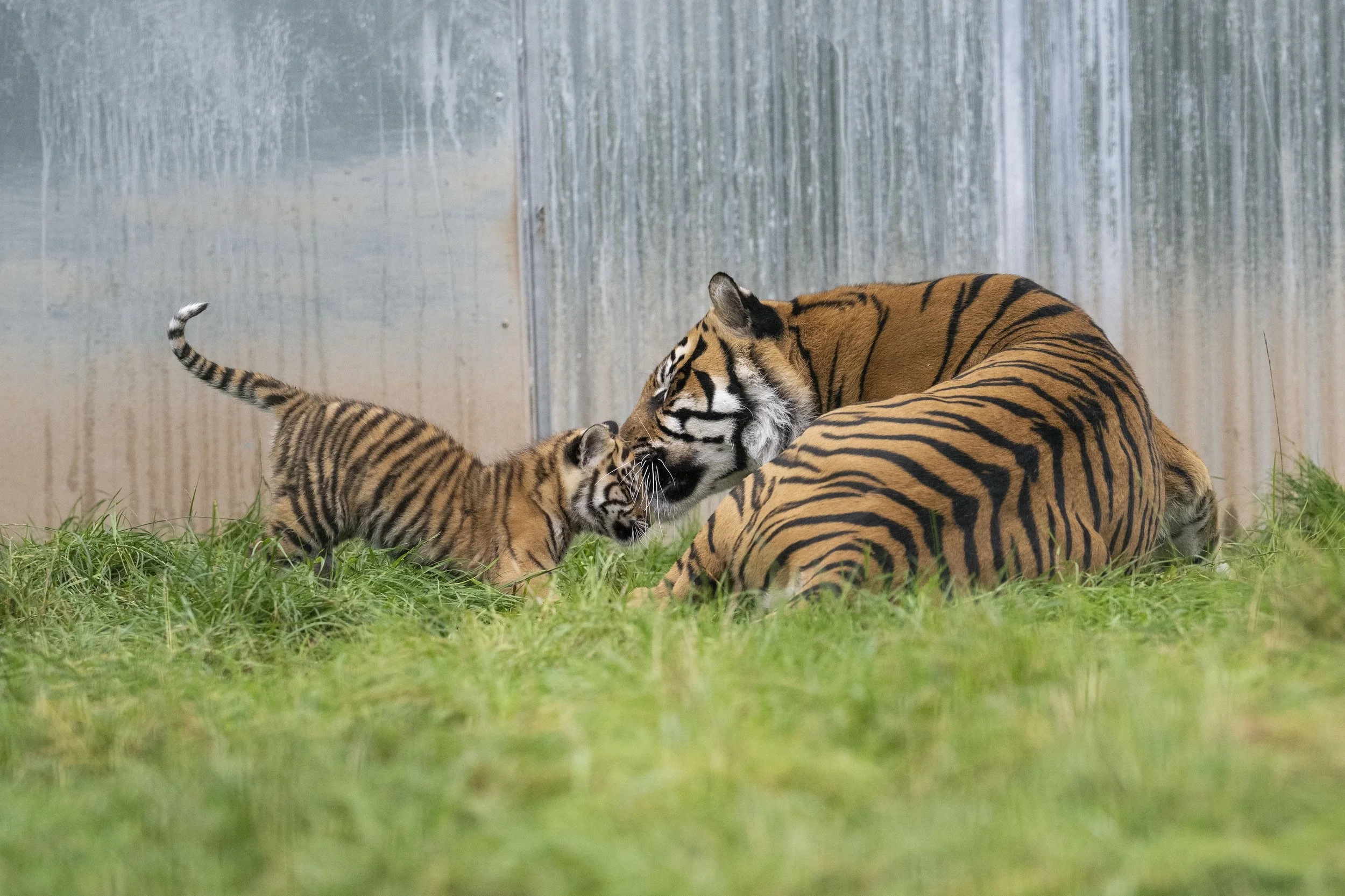 Tiger Cub 2023 09.jpg