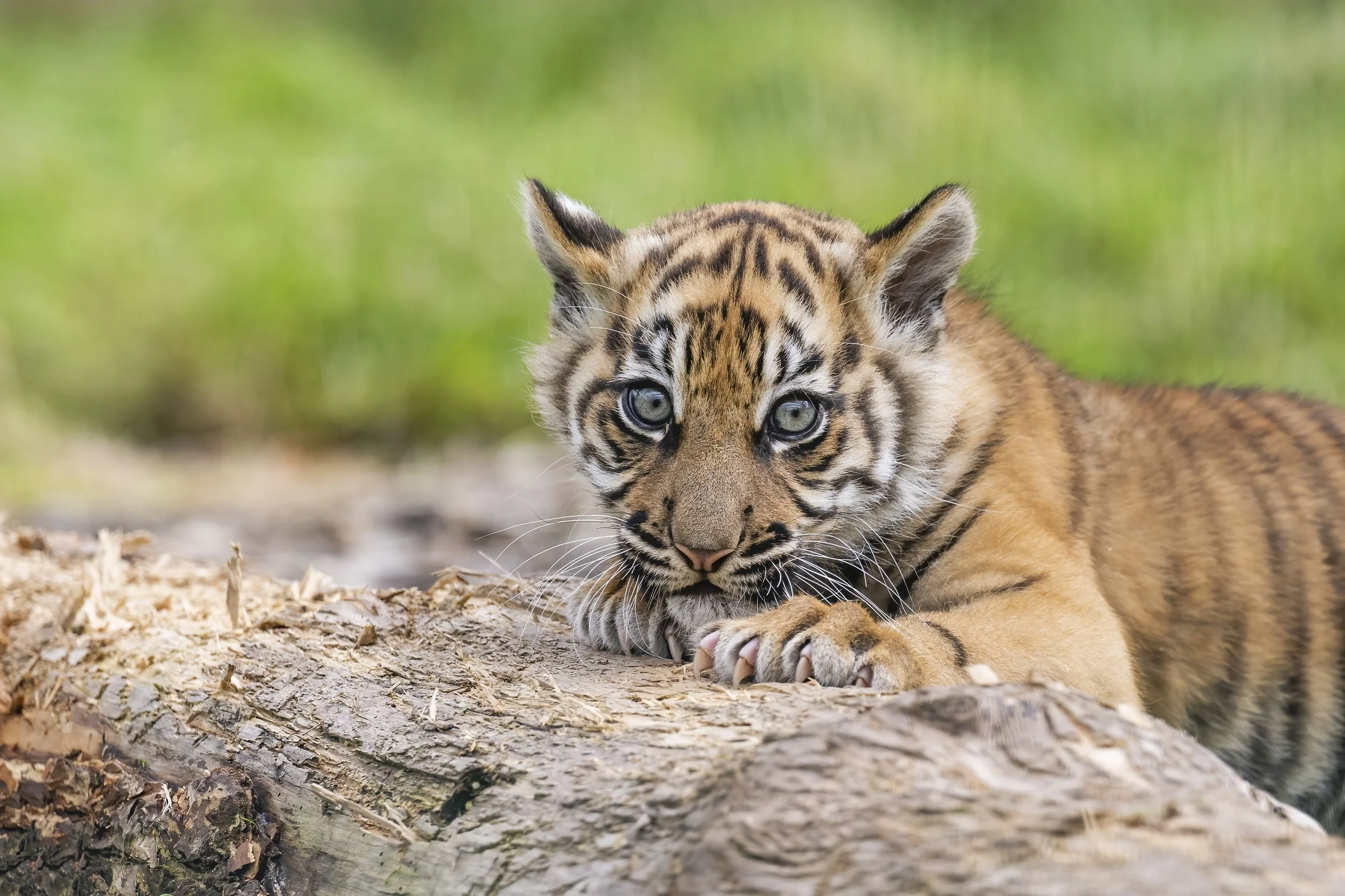 Sumatran Tiger Cub 6.JPG