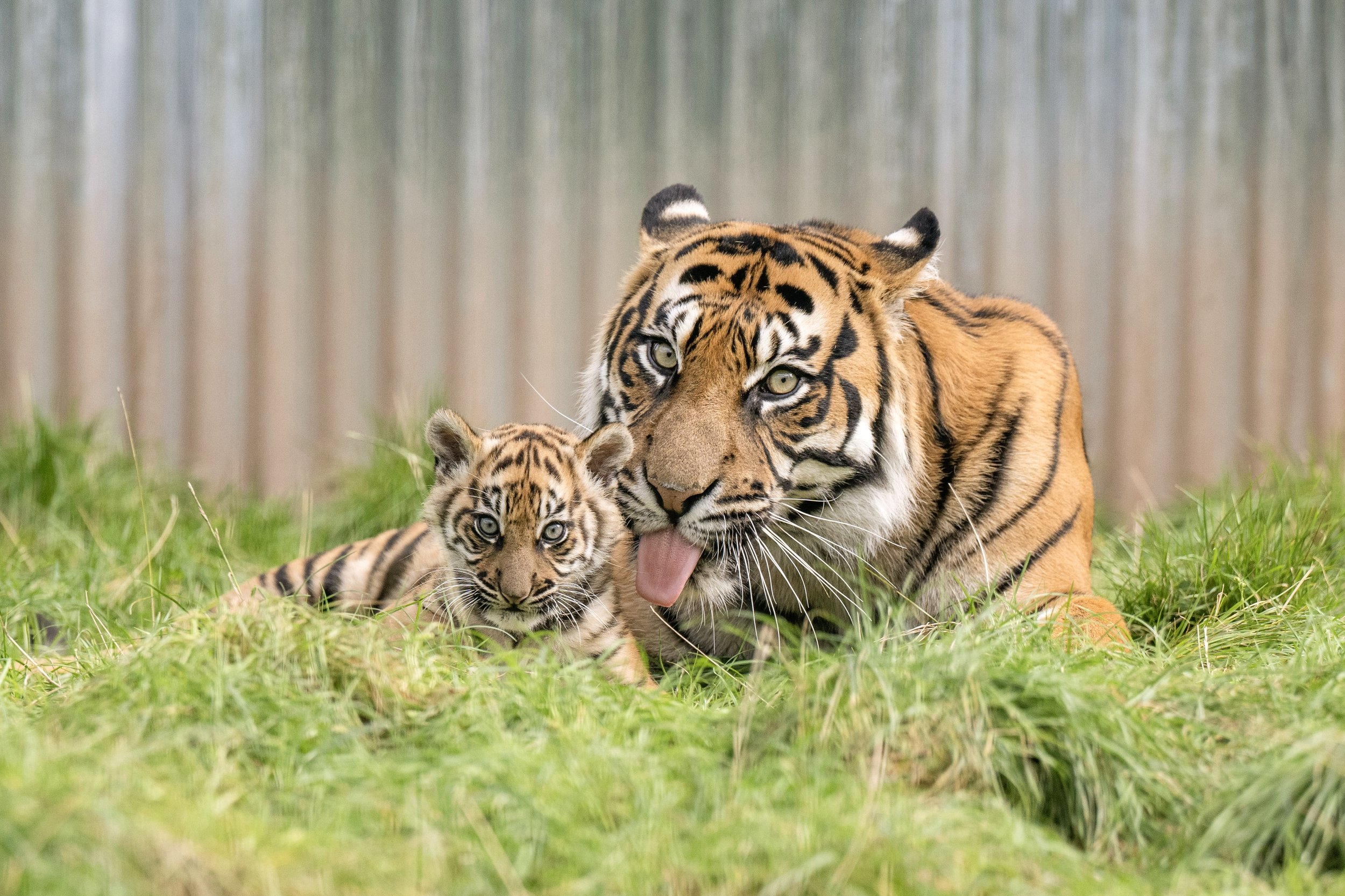 Dourga & Cub 03.jpg