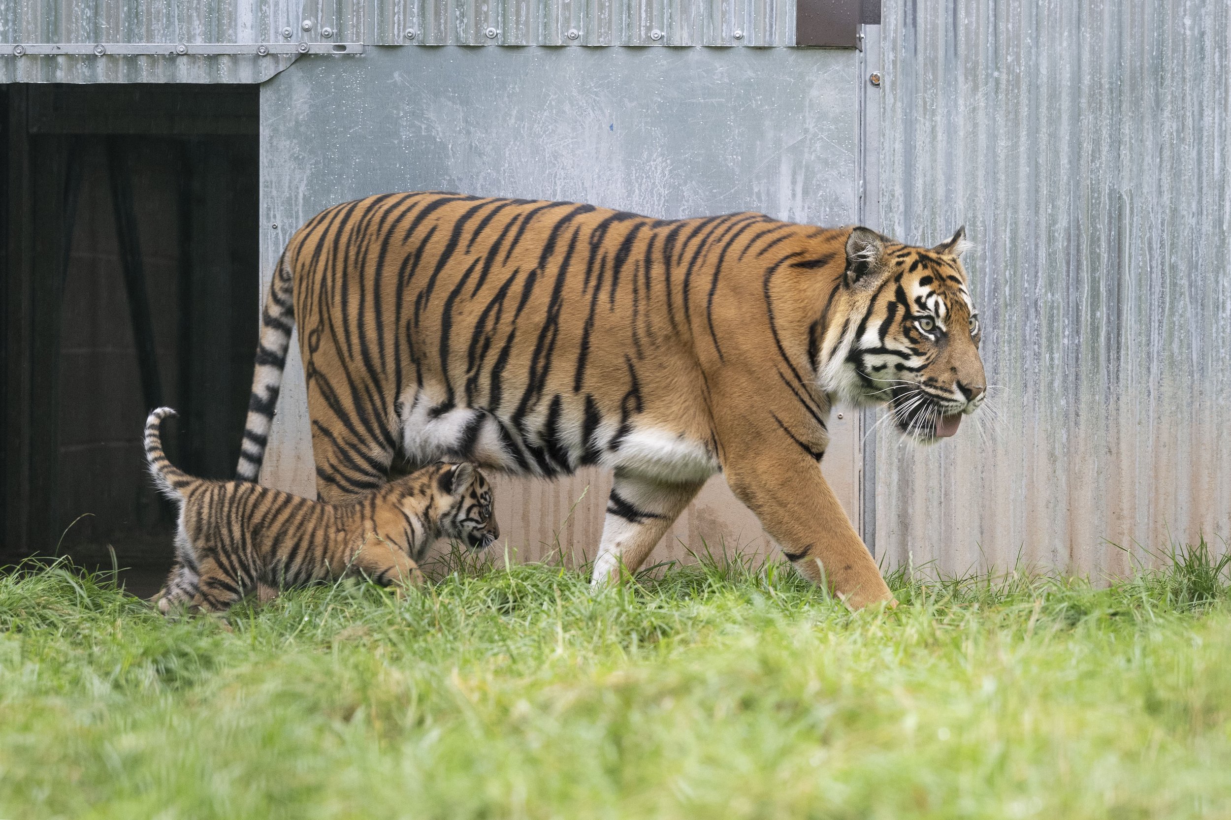 Tiger Cub 2023 02.jpg