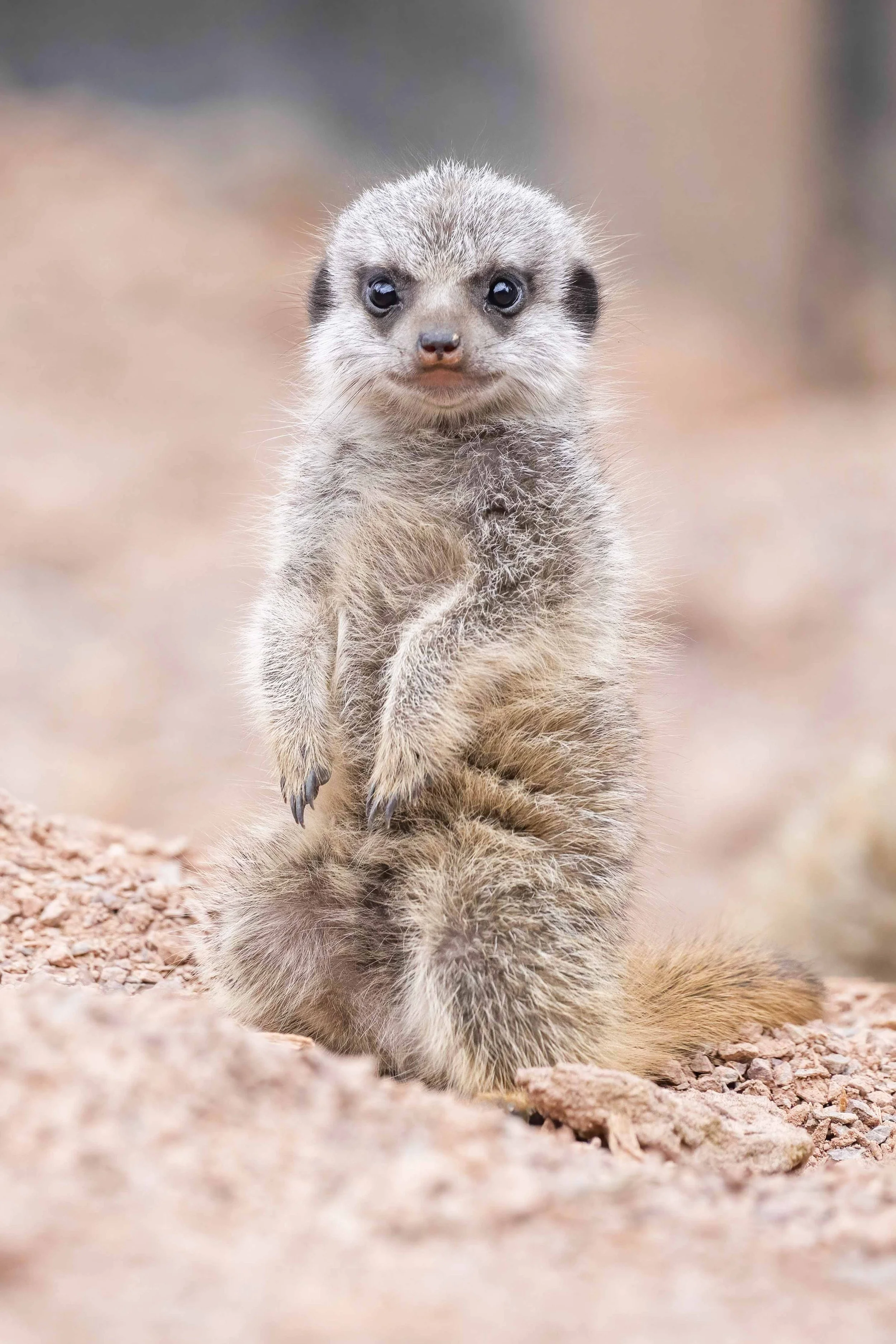 Meerkat Pups 06 small.jpg