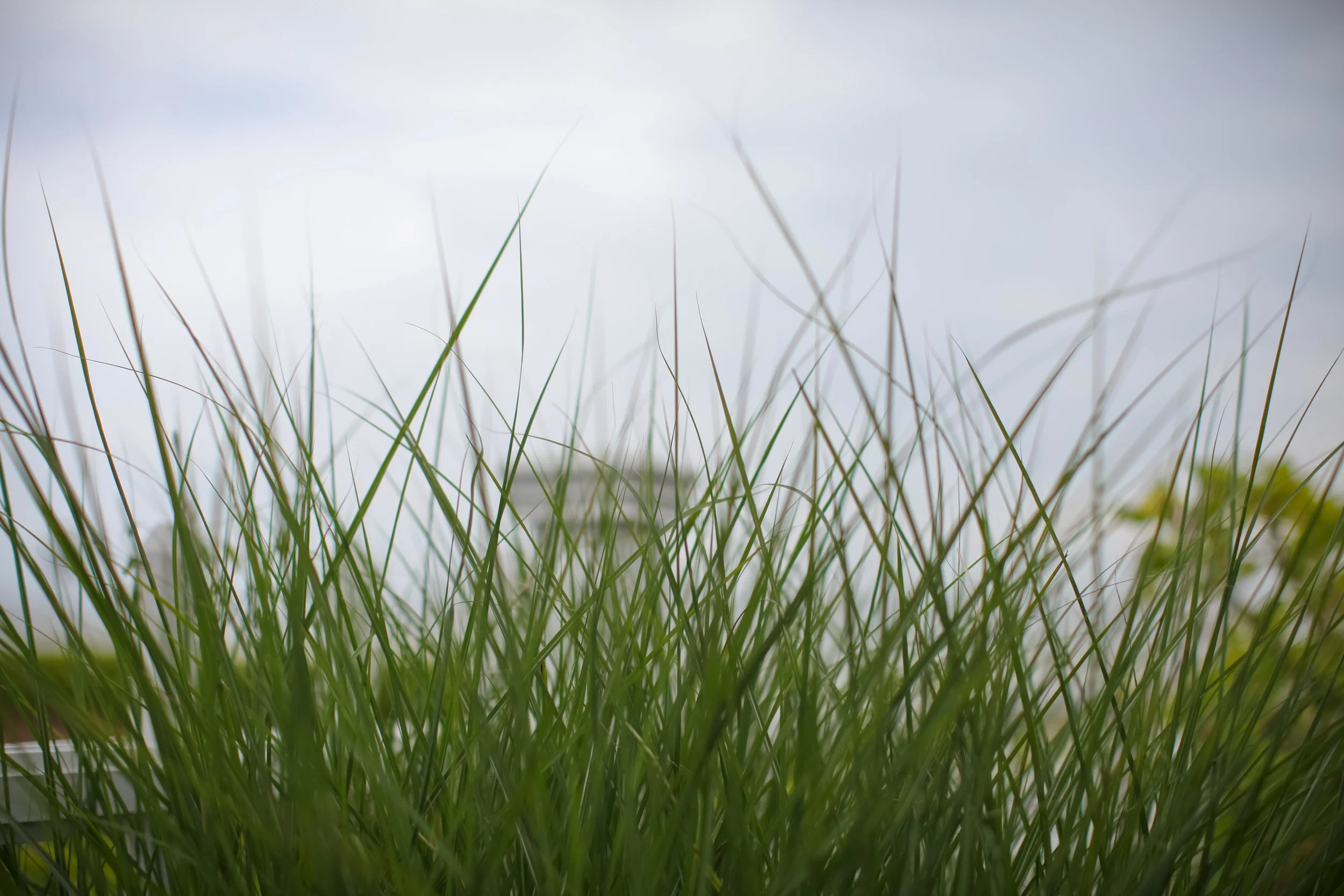 Wedding-Jersey-Shore0005.jpg
