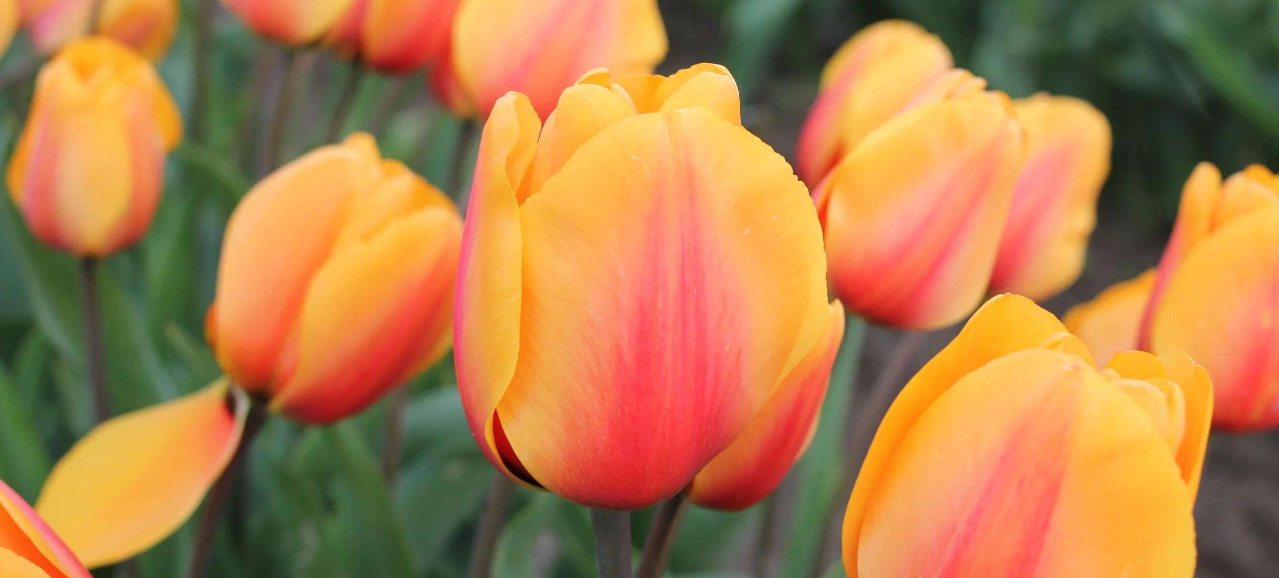 spring tulips.jpg