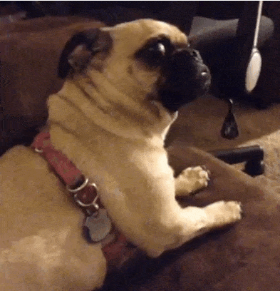 appalled dog.gif