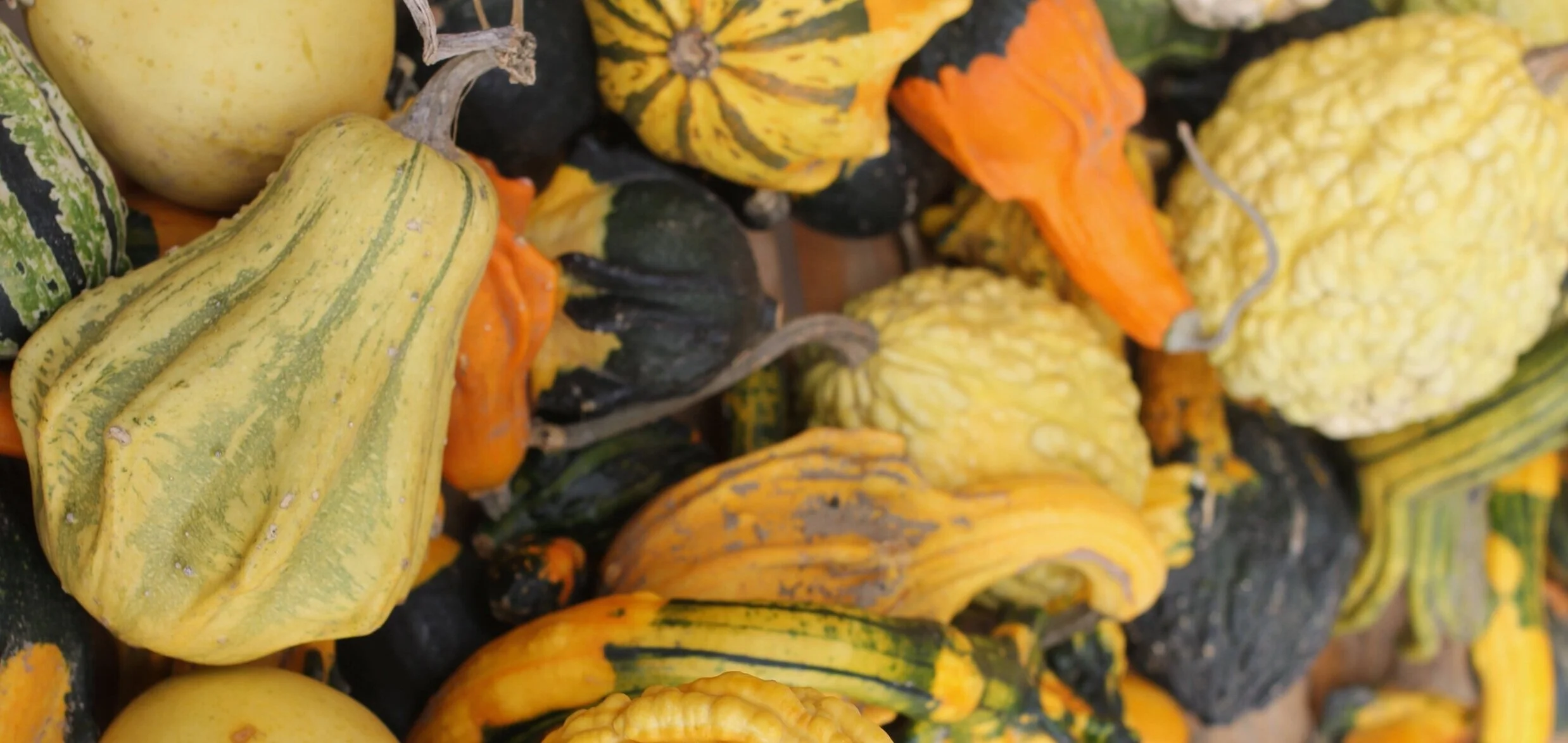 autumn+photo.jpg