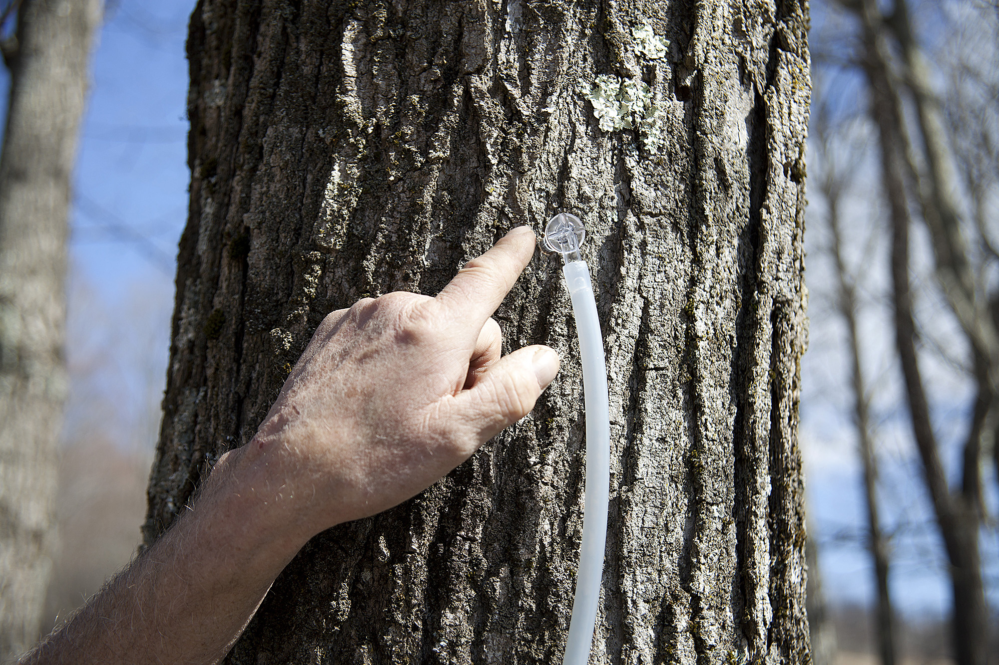 Mill Hollow Maple