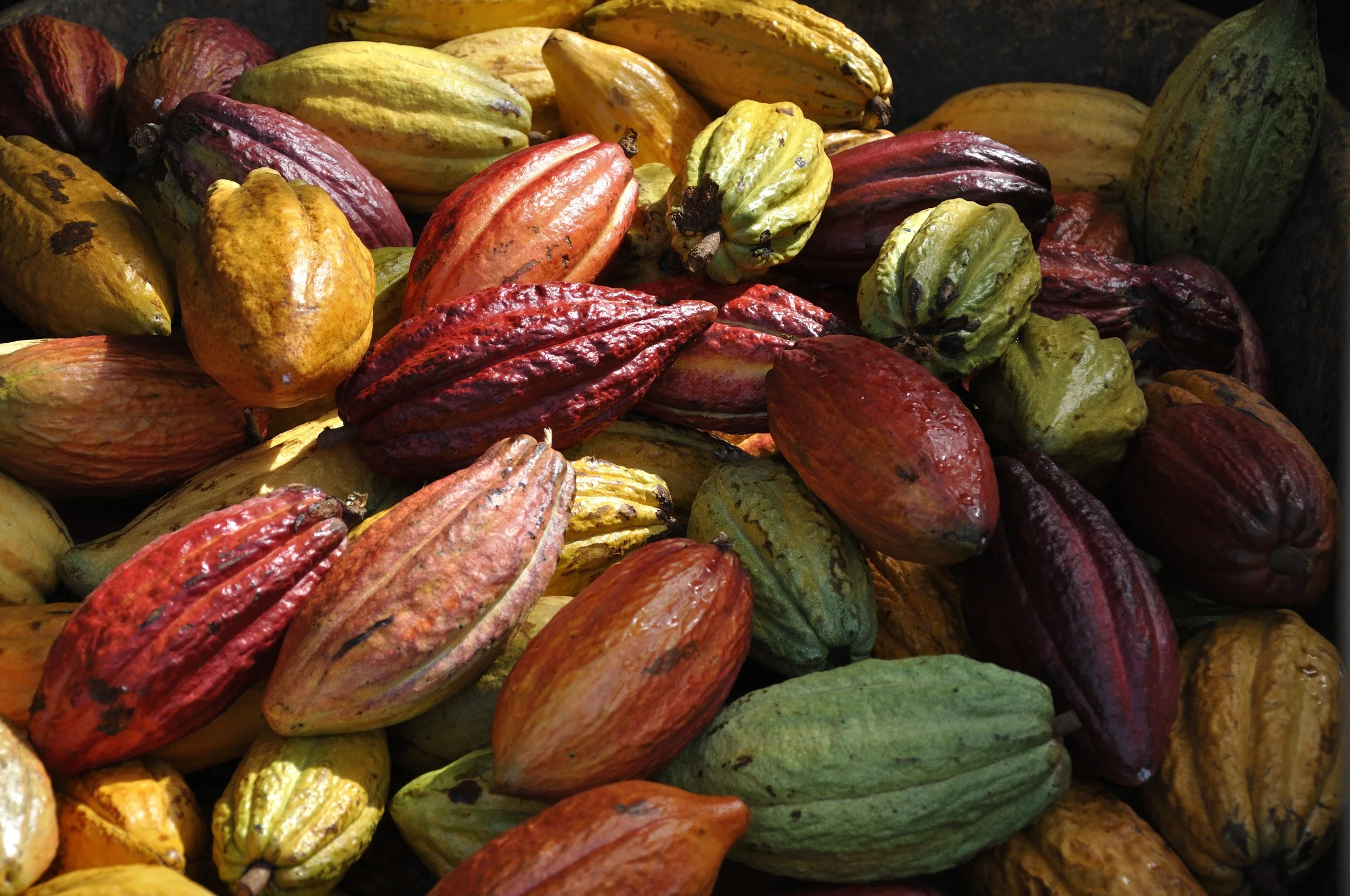 Cacao pods await harvesting in Hawaii. Photo copyright Meghan Miner Murray.