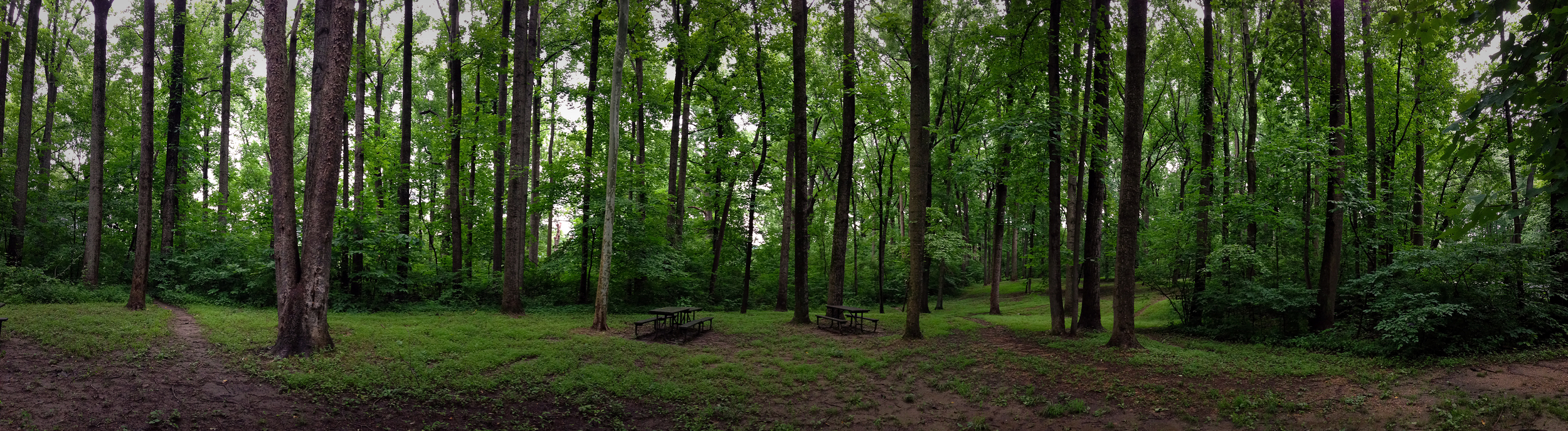 DC Forest.jpg