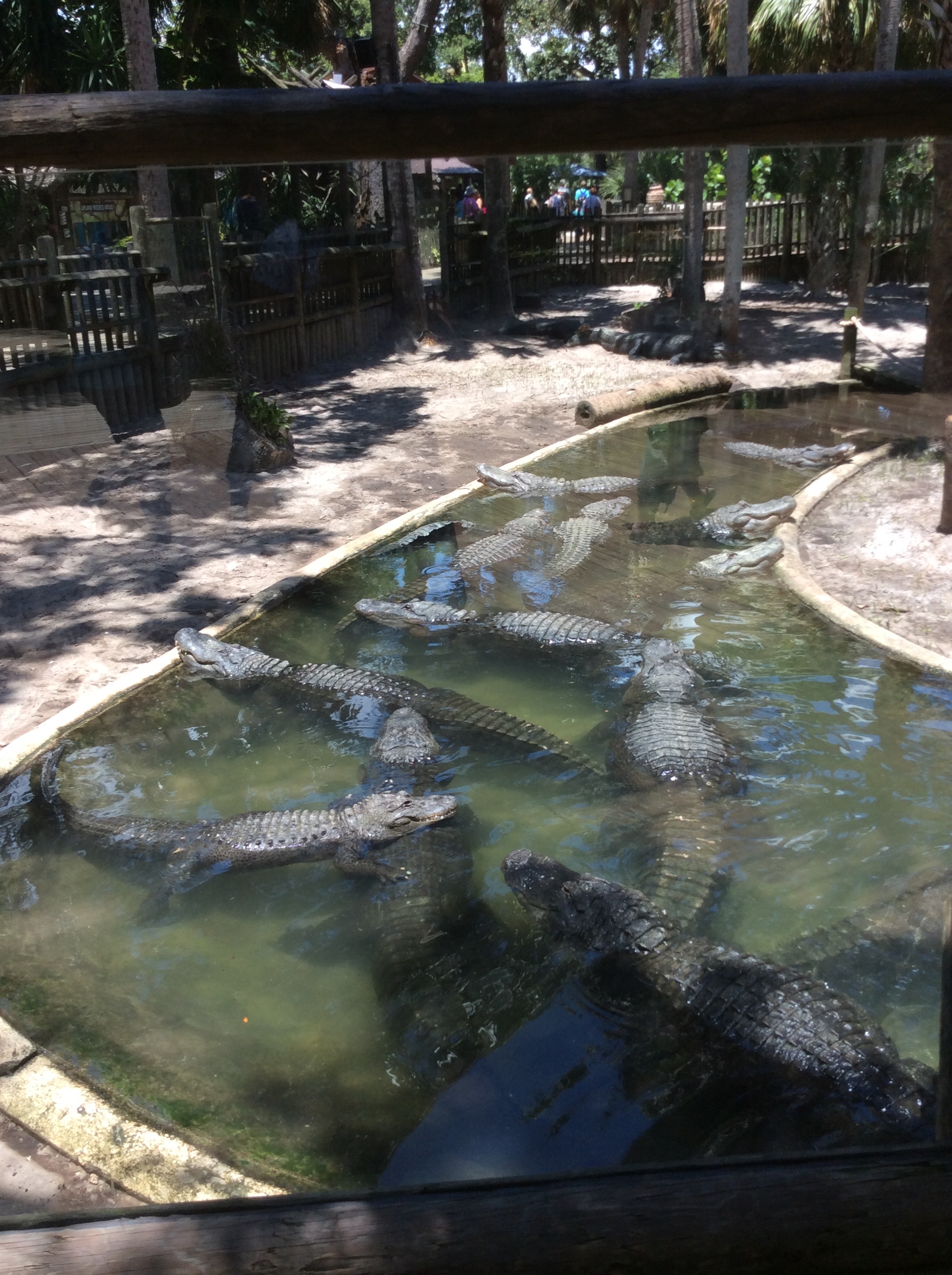 We went to the Alligator Farm