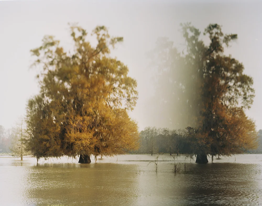 Disappearing Cypress Trees, Altamaha River, Georgia 2014