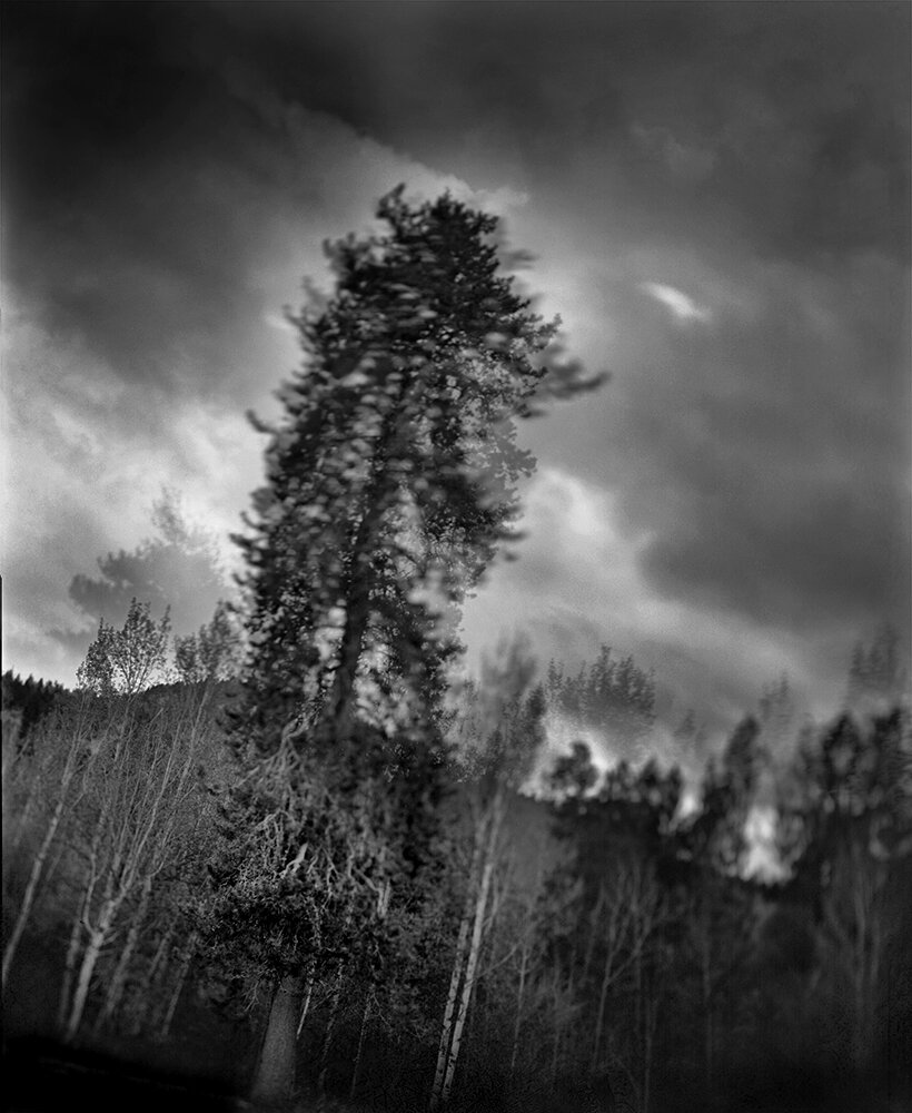  Lodgepole Pine Tree, Victor, Idaho 2020 