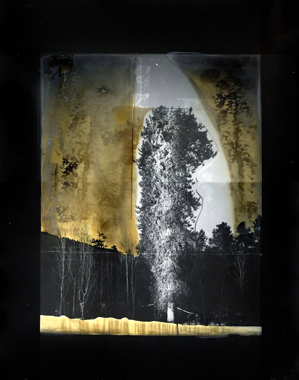  Frontyard Pine, 2022   (silver gelatin print and palladium @ 11’x14’) 