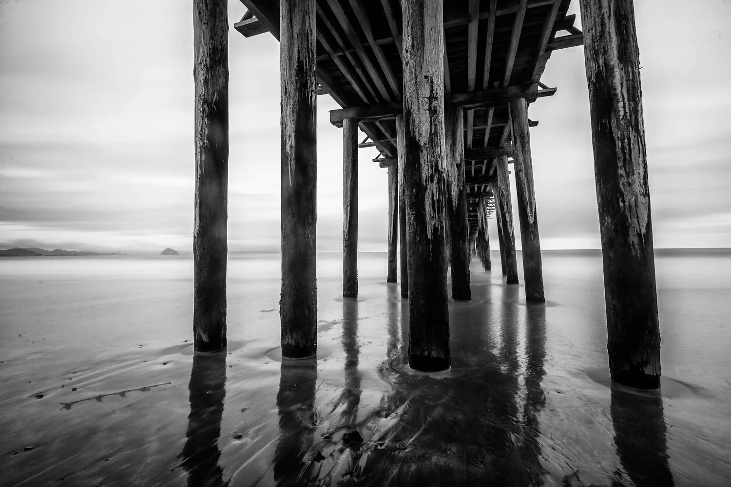 webnowhitebrushbw_MG_8739.jpg