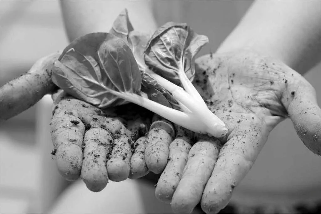 Pictures of the Vegetables in Hand Original Photo in B&W.jpg